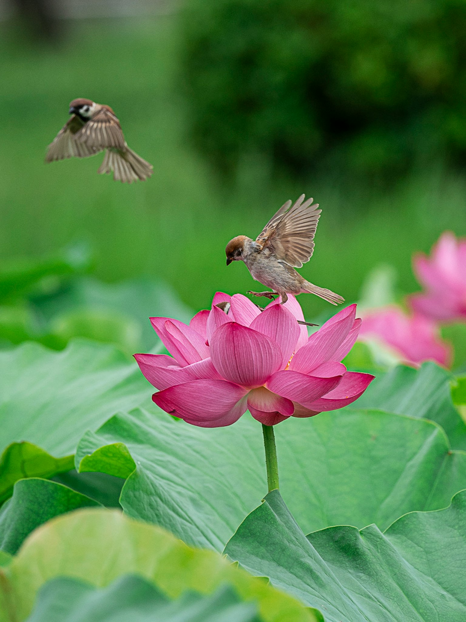 Une belle scène d'un oiseau perché sur une fleur de lotus rose avec un autre oiseau volant à proximité