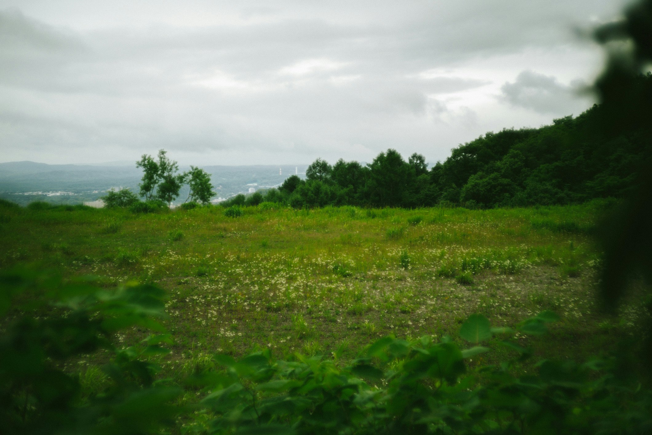 丘陵の草地と緑の森が広がる風景