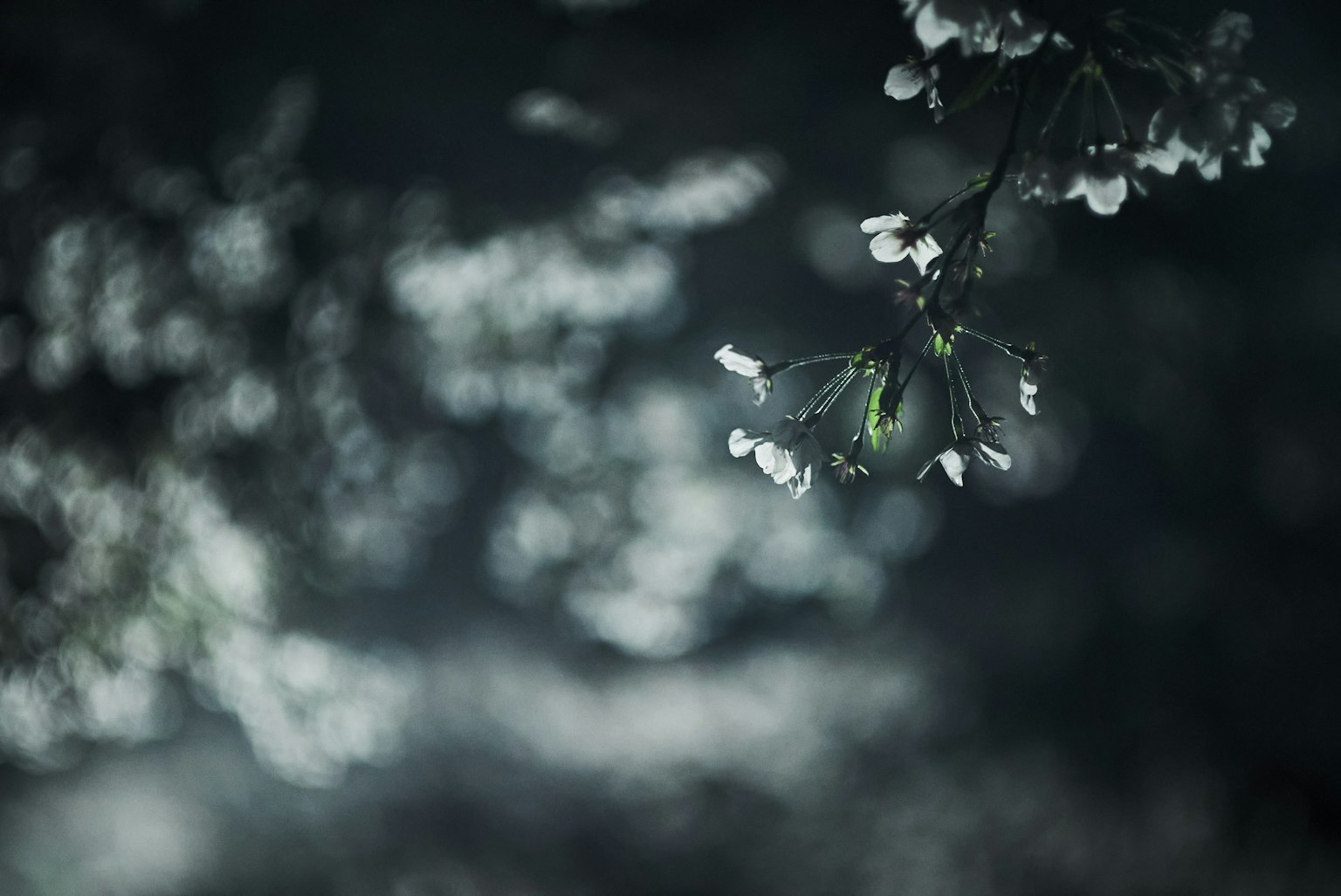 Immagine bellissima di fiori di ciliegio bianchi su sfondo scuro