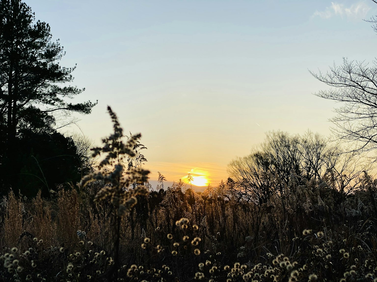日落风景与草木轮廓