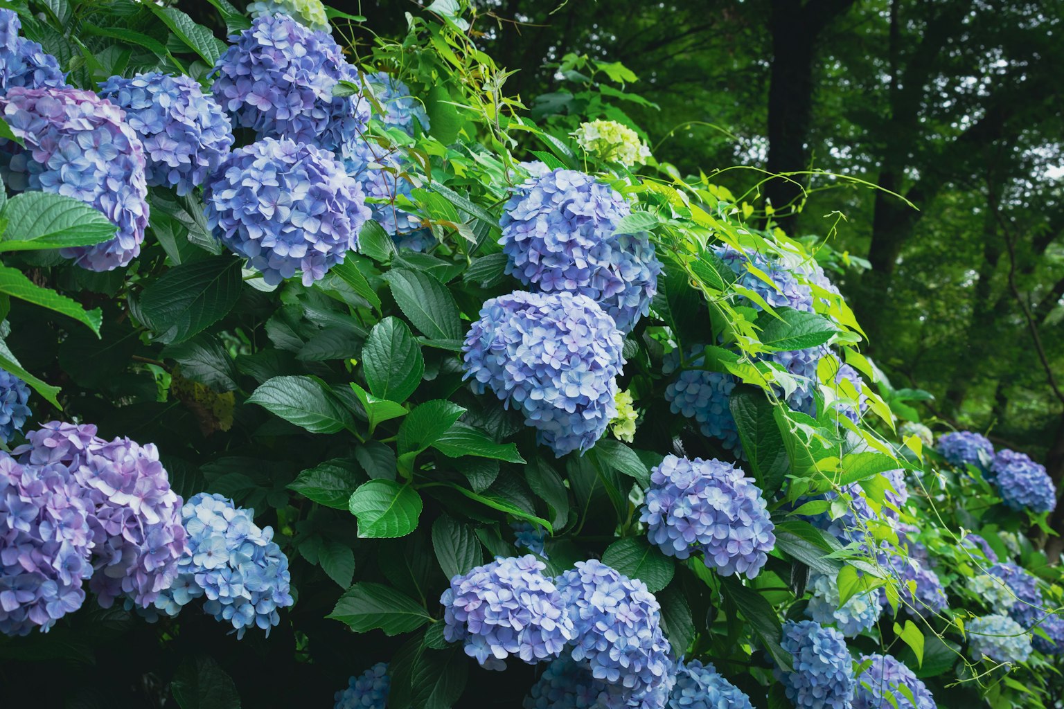 Lebendige blaue Hortensien blühen umgeben von üppigem grünem Laub
