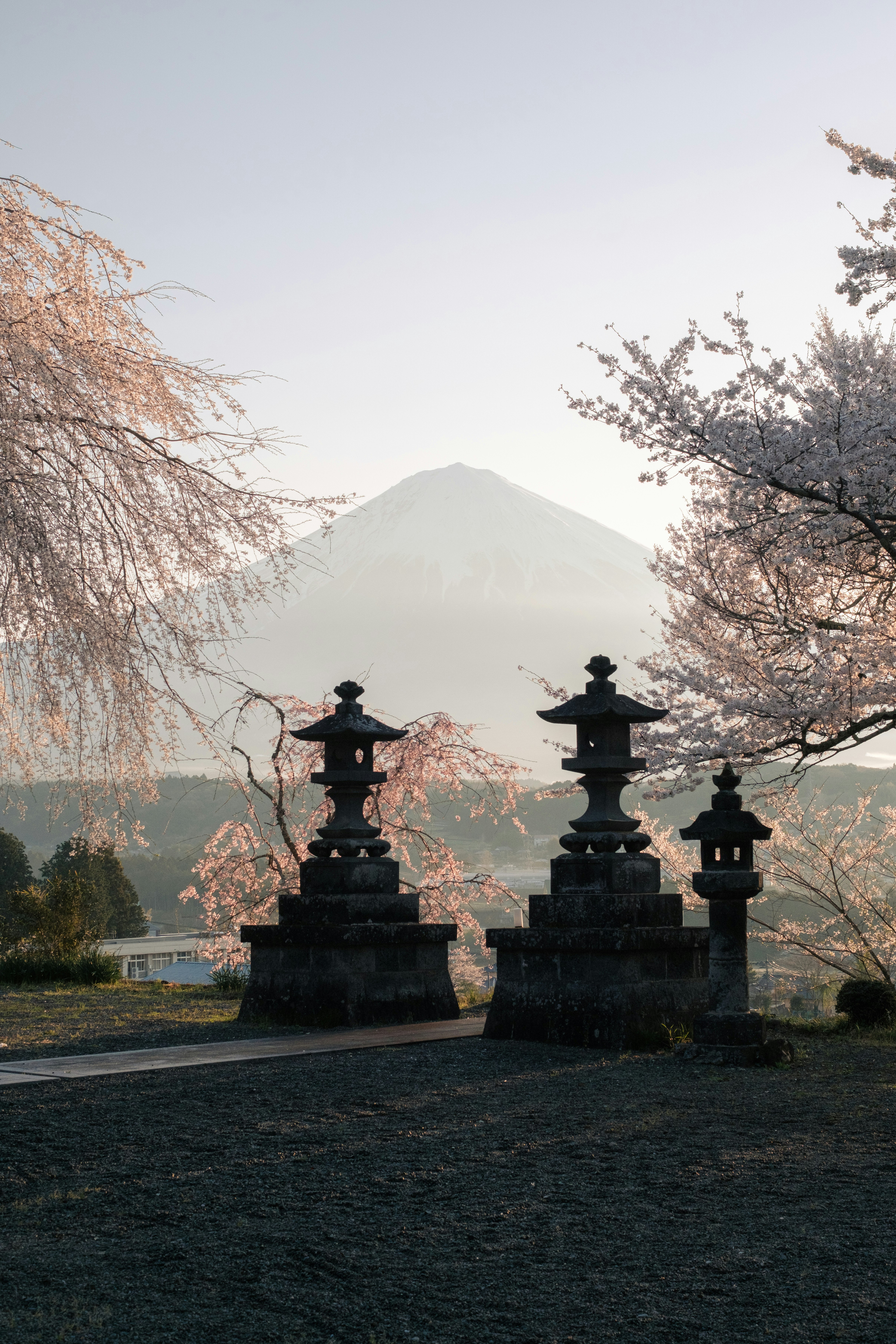 石燈籠與櫻花庭院，遠處山景
