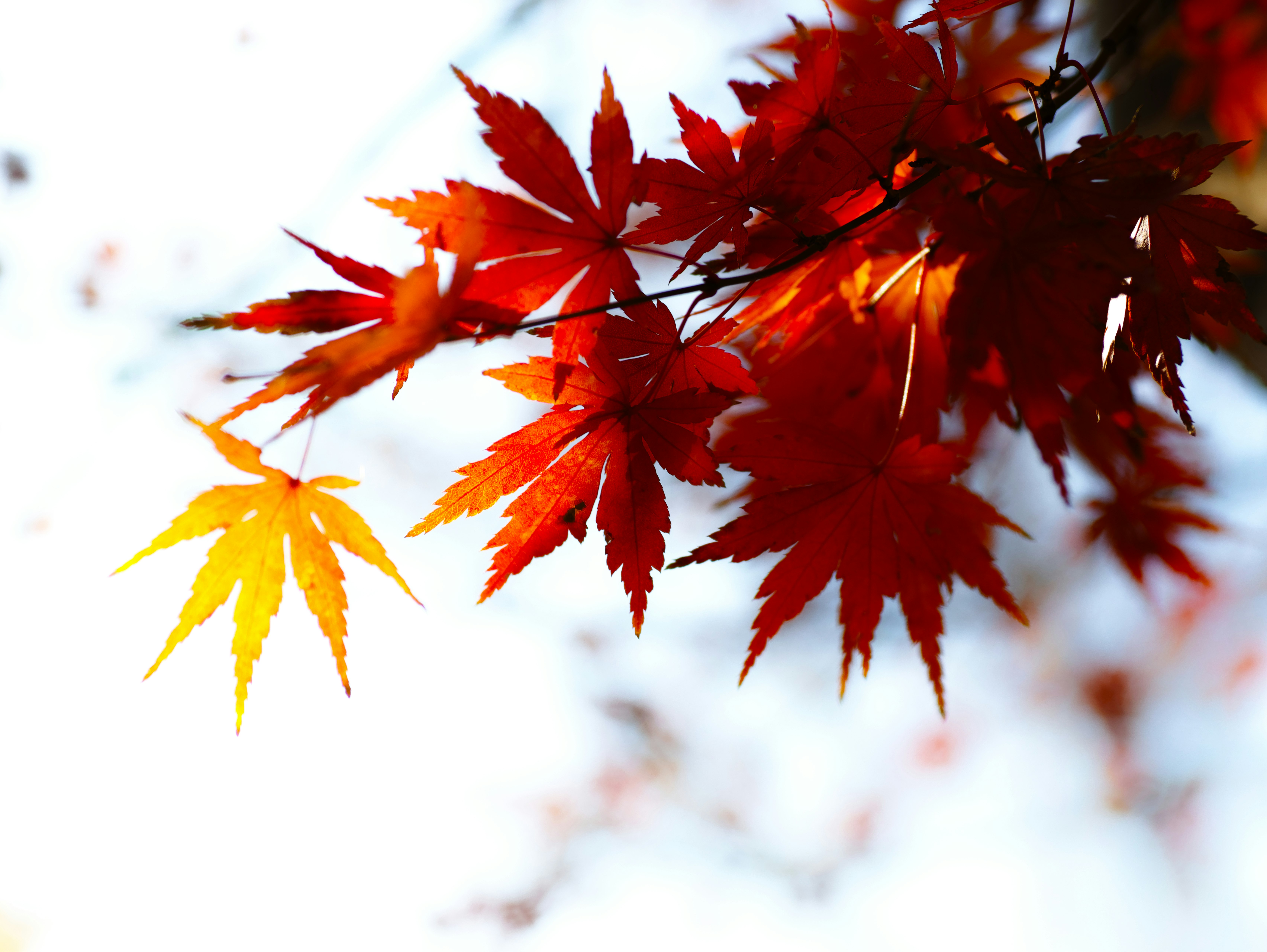 紅黃楓葉在枝頭綻放，藍天作背景