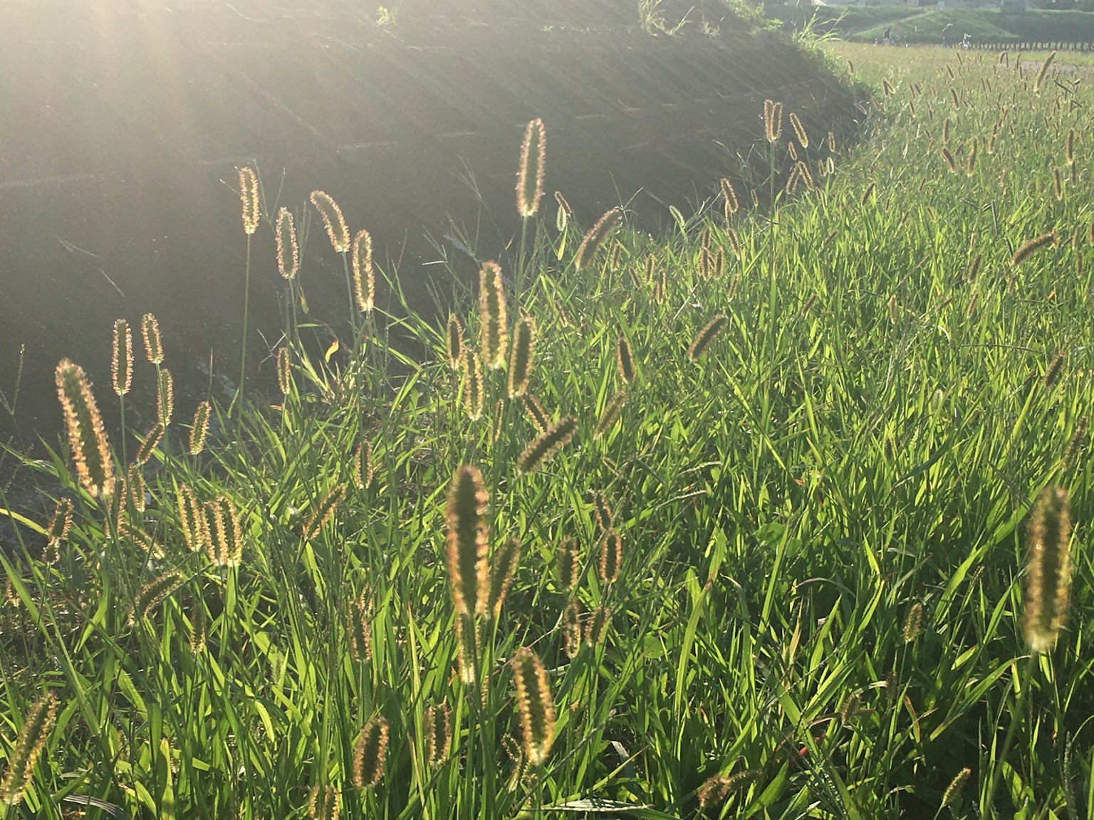 Pradera verde iluminada por el sol con plantas en mechones