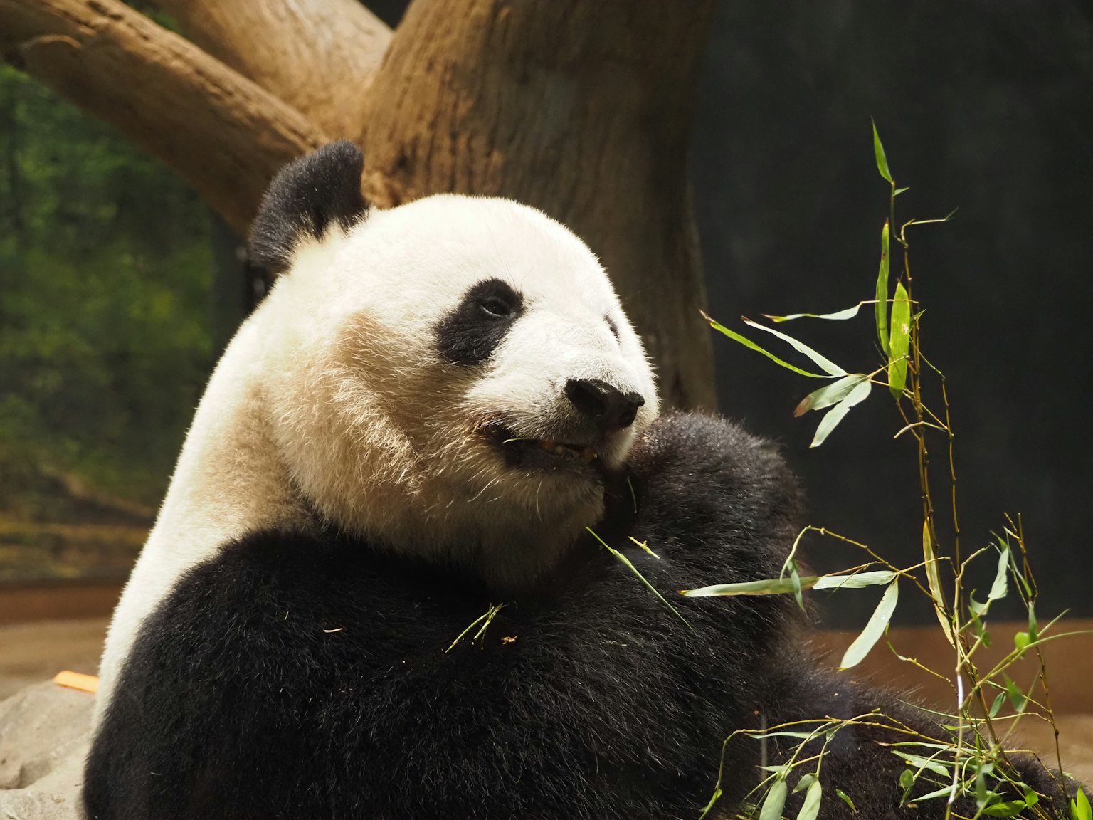 Un panda mangeant du bambou avec son petit dans un cadre naturel