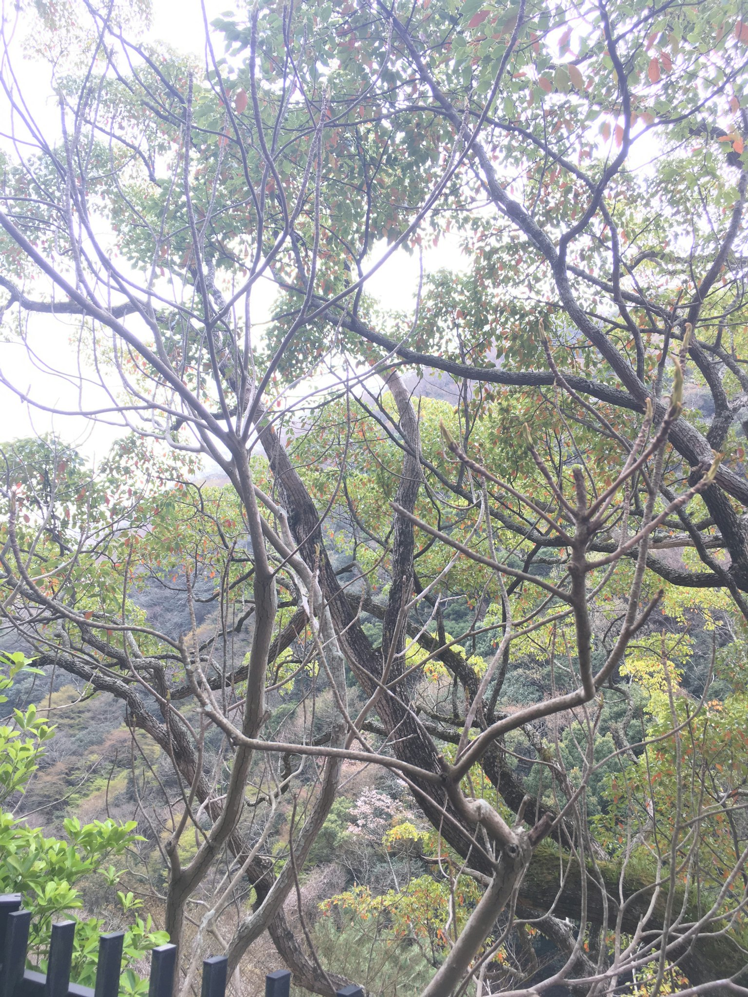 A view of tree branches and leaves with a natural background