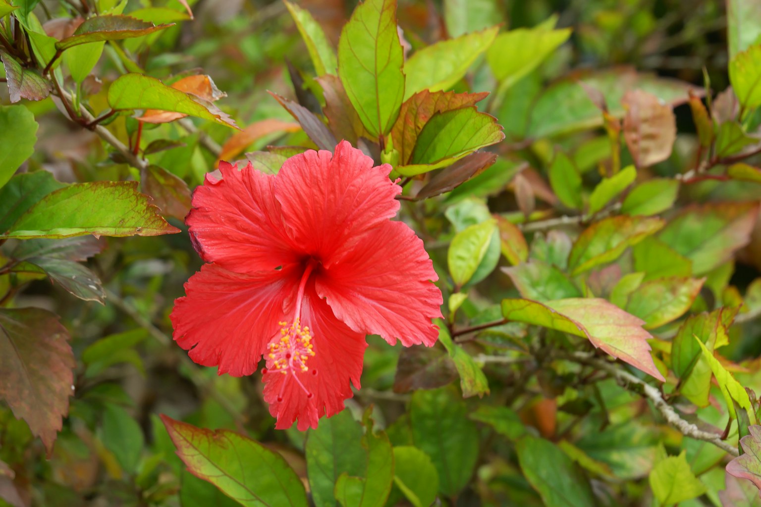 Hoa hibiscus đỏ bao quanh bởi lá xanh