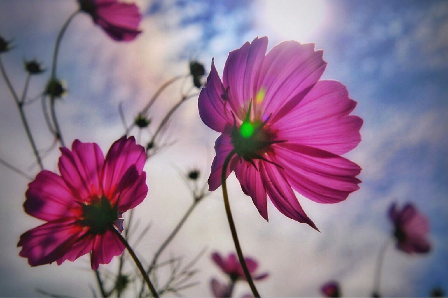 Flores de cosmos rosas floreciendo contra un cielo azul brillante