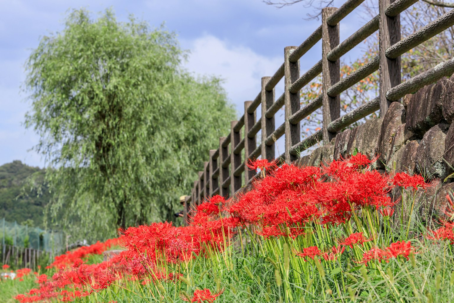 Landschaftsfoto mit roten Blumen und einem grünen Baum