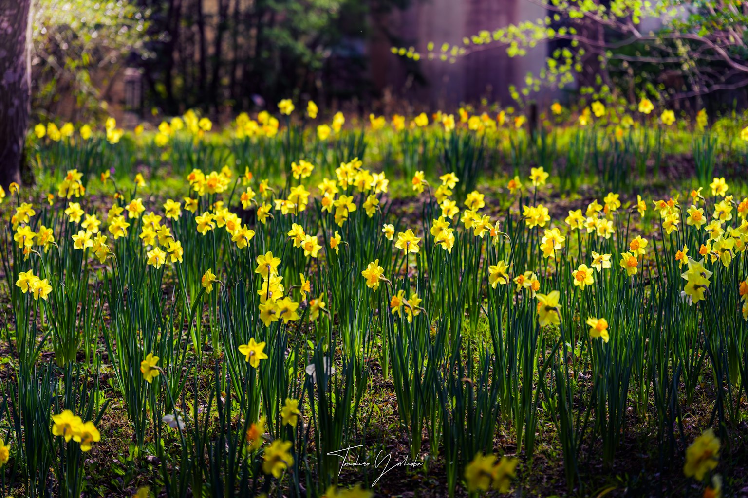Un hermoso paisaje lleno de narcisos amarillos en flor