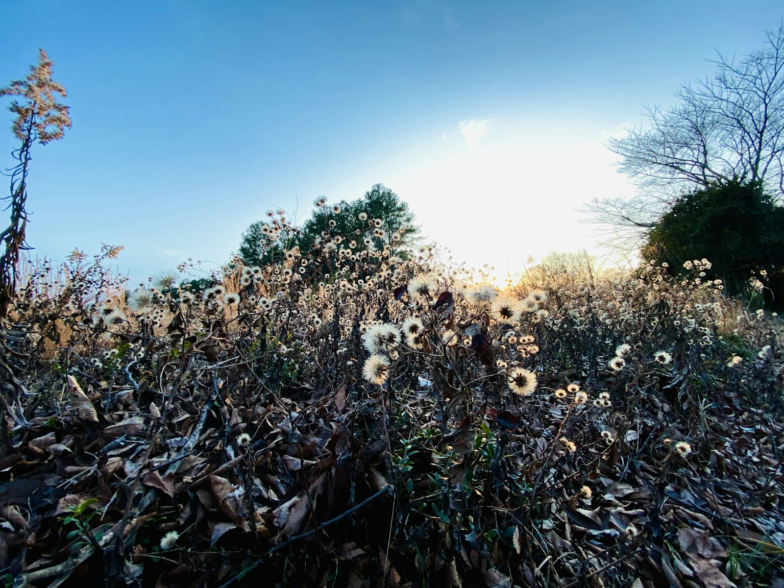 Field of dried flowers with sunset backdrop