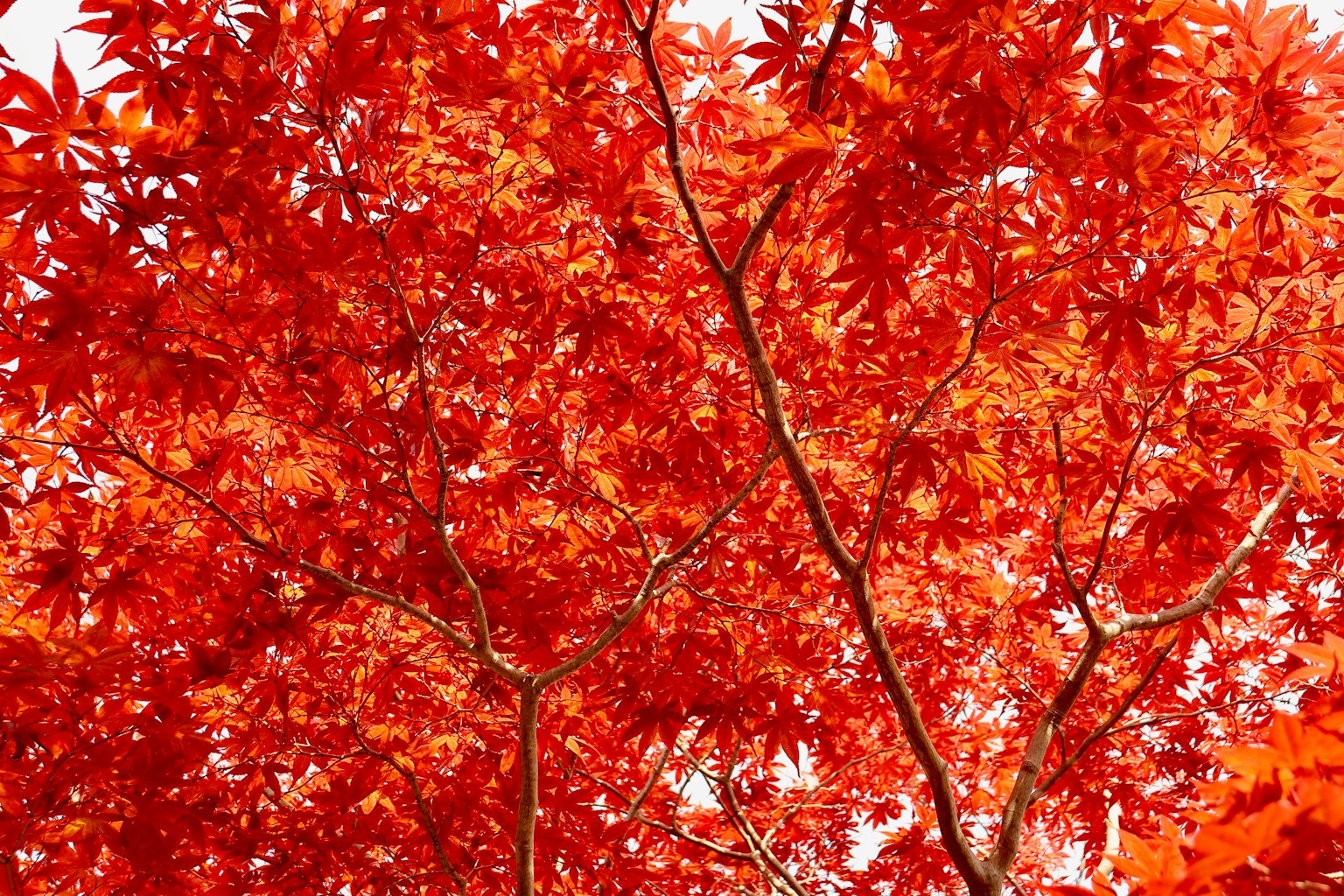 Gros plan sur des branches d'arbre avec des feuilles rouges vives