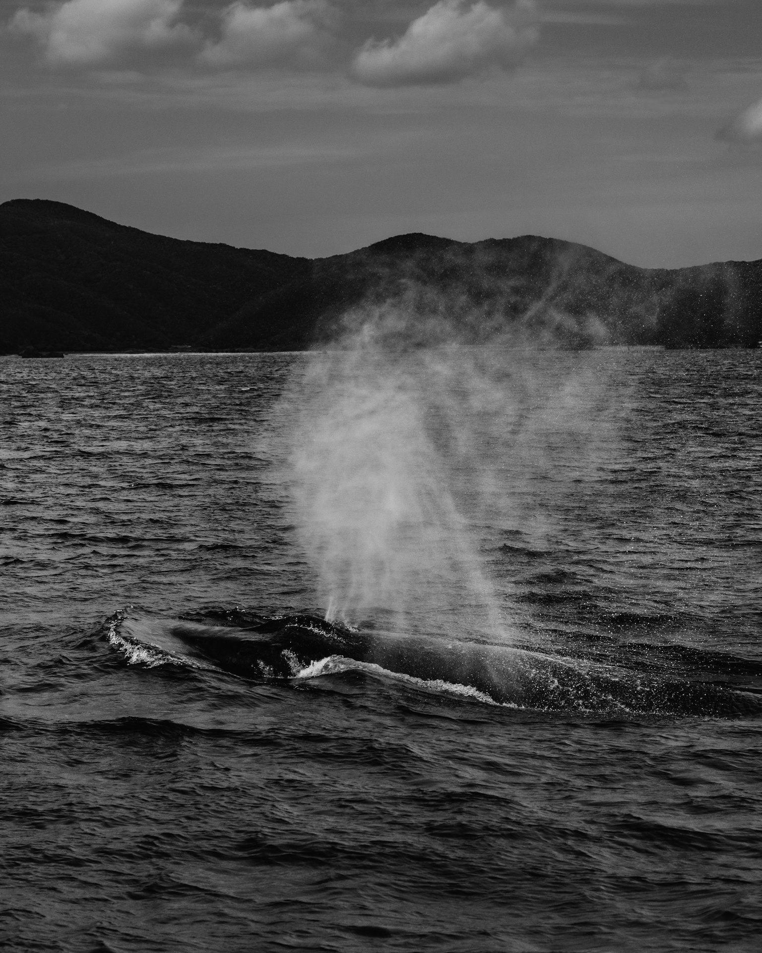 Baleine crachant de l'eau dans une scène océanique en noir et blanc