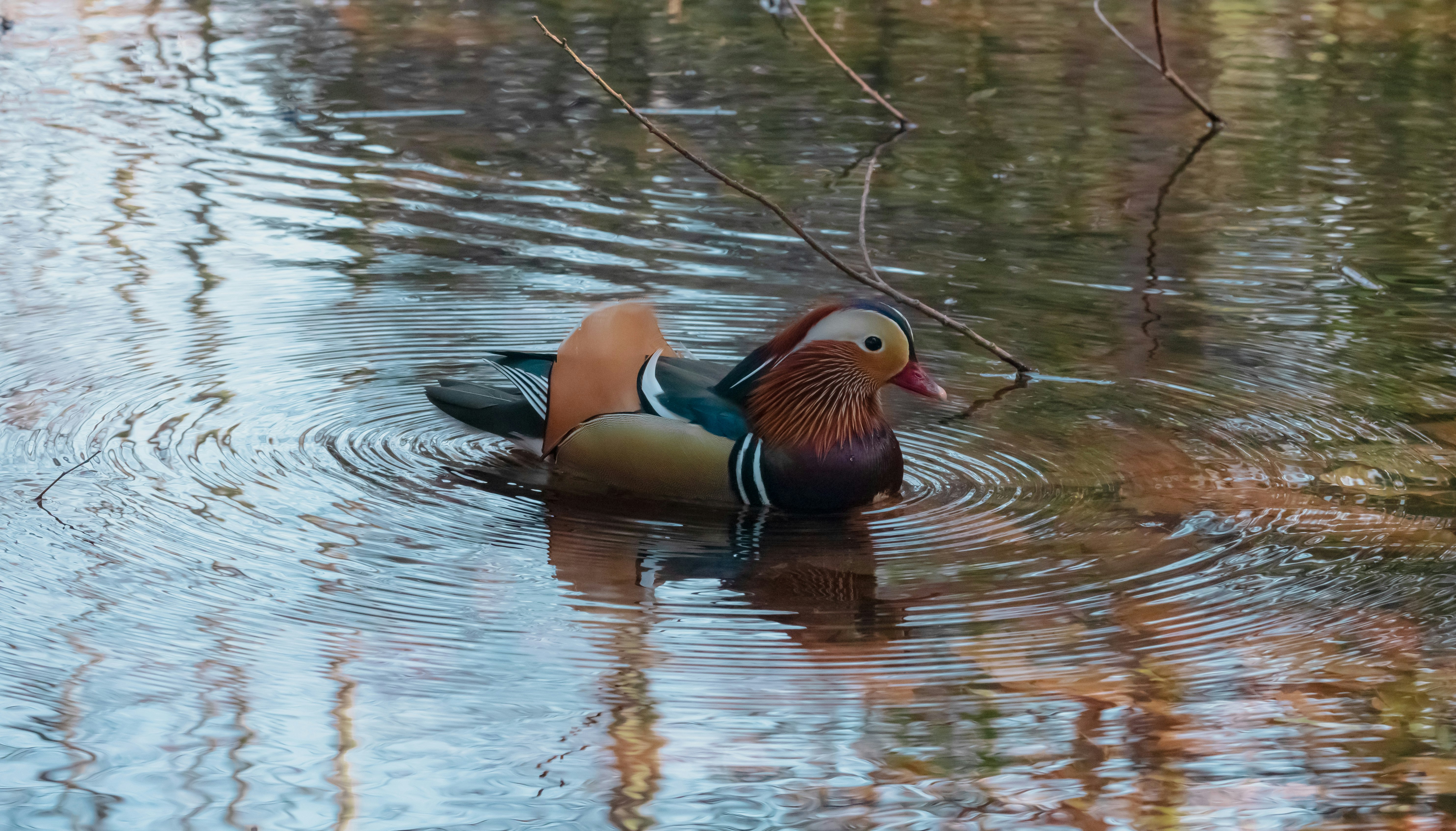 un pato mandarín-like flotando sobre el agua