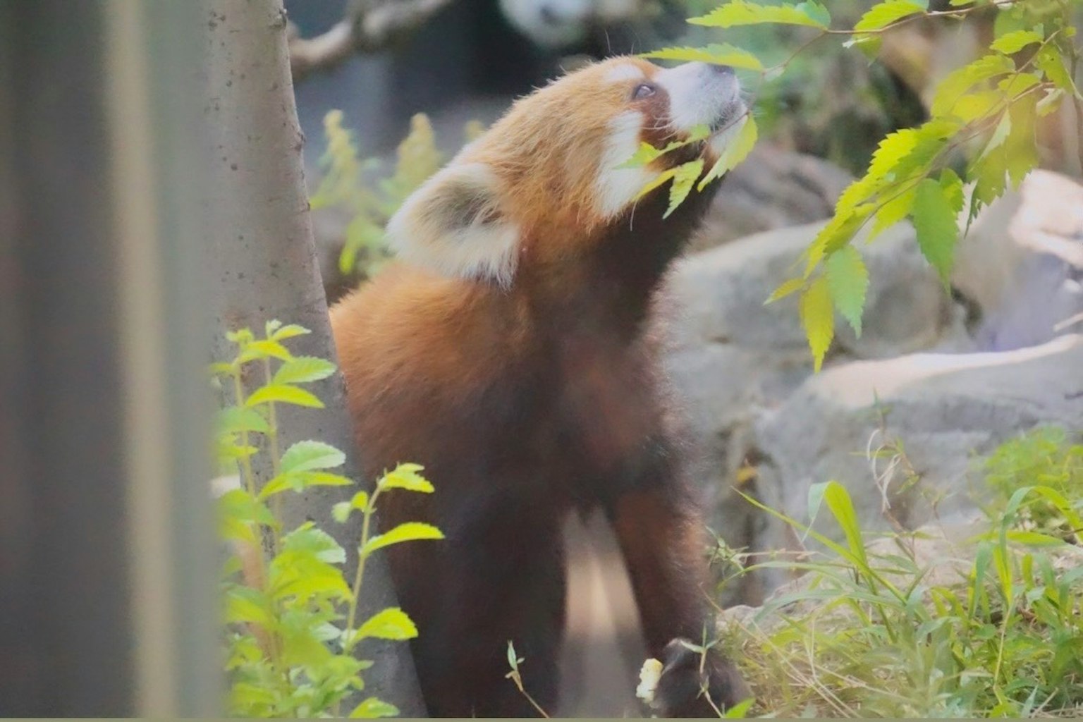 Red panda eating leaves in a natural setting