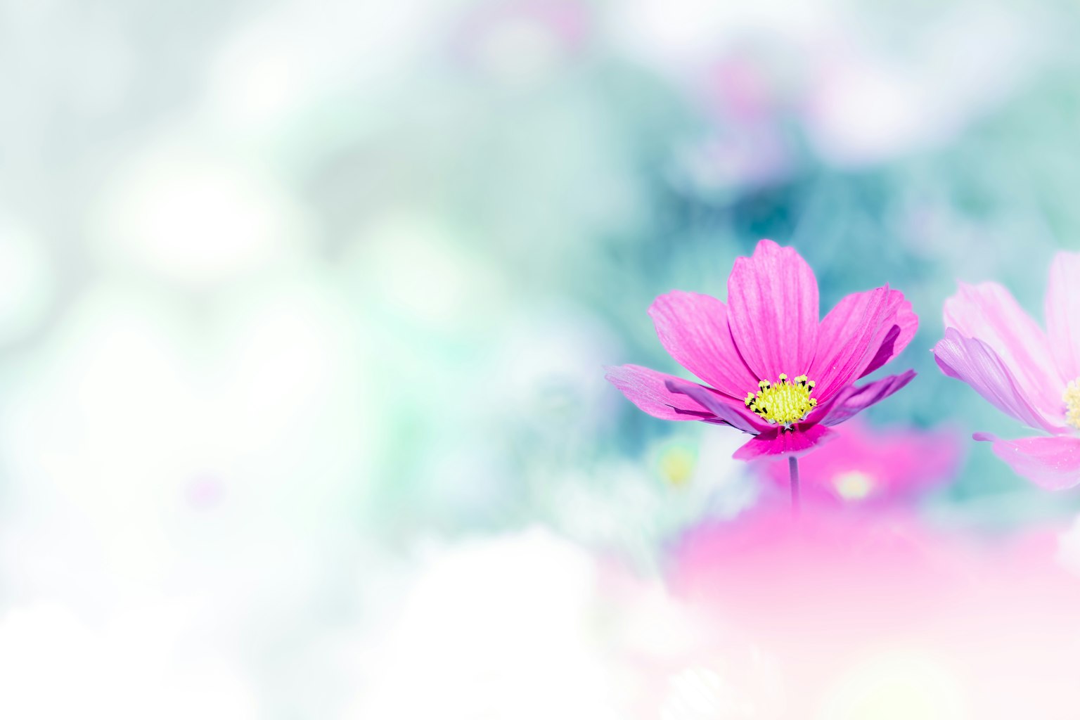 Gros plan d'une fleur rose sur un fond aux couleurs douces