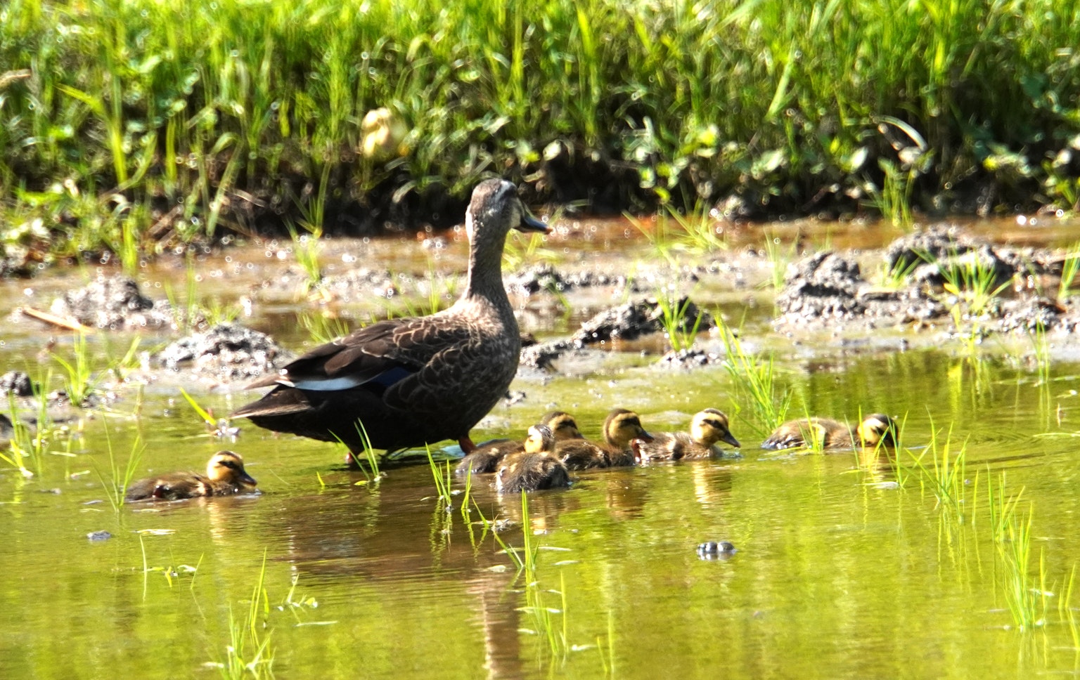Mamaente mit Küken, die in einem Teich schwimmen, umgeben von Grün
