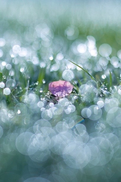春の朝露がきらめく桜の花びらと玉ボケの草むら