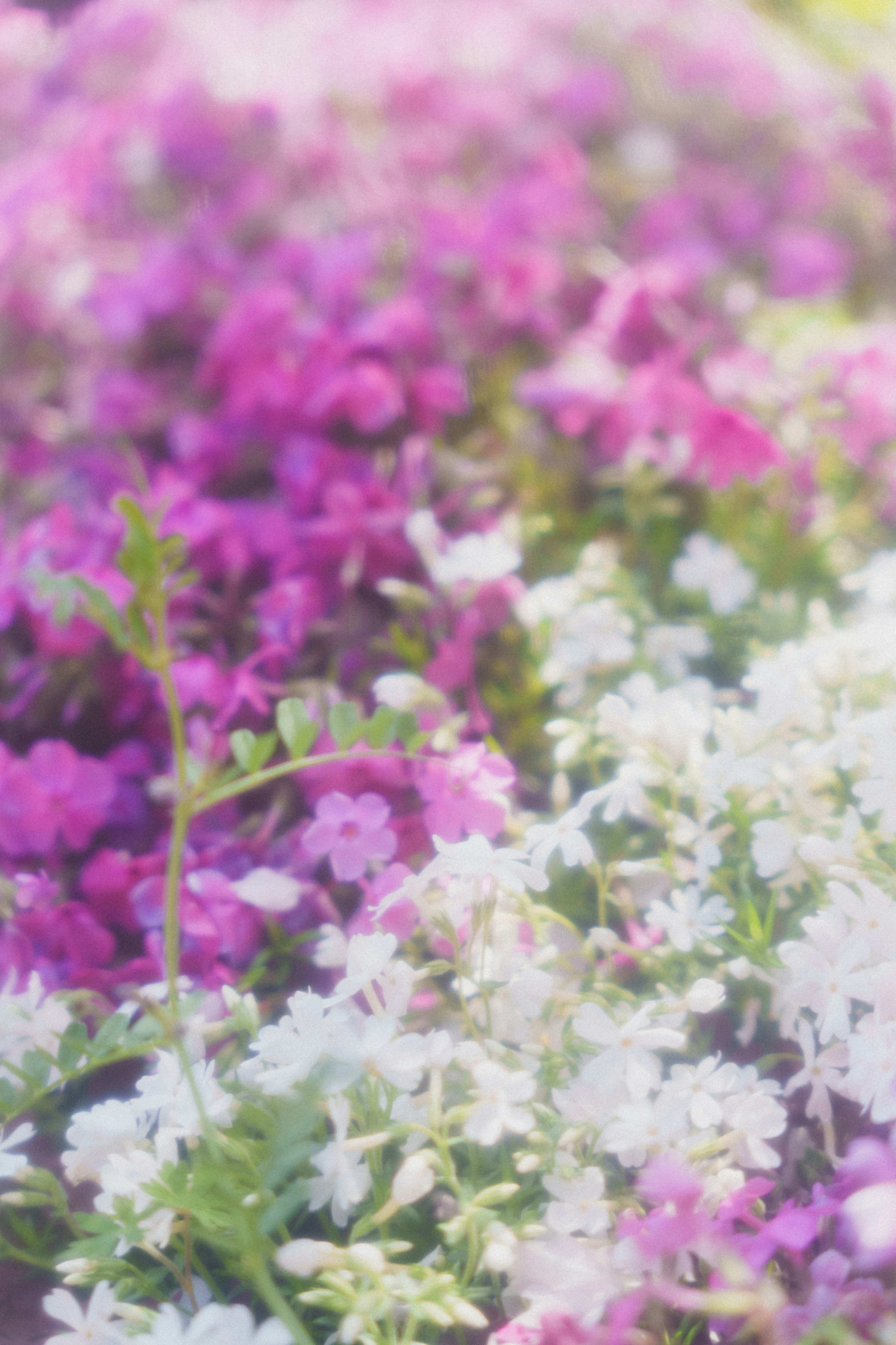 芝桜の花が咲き広がる春の花畑