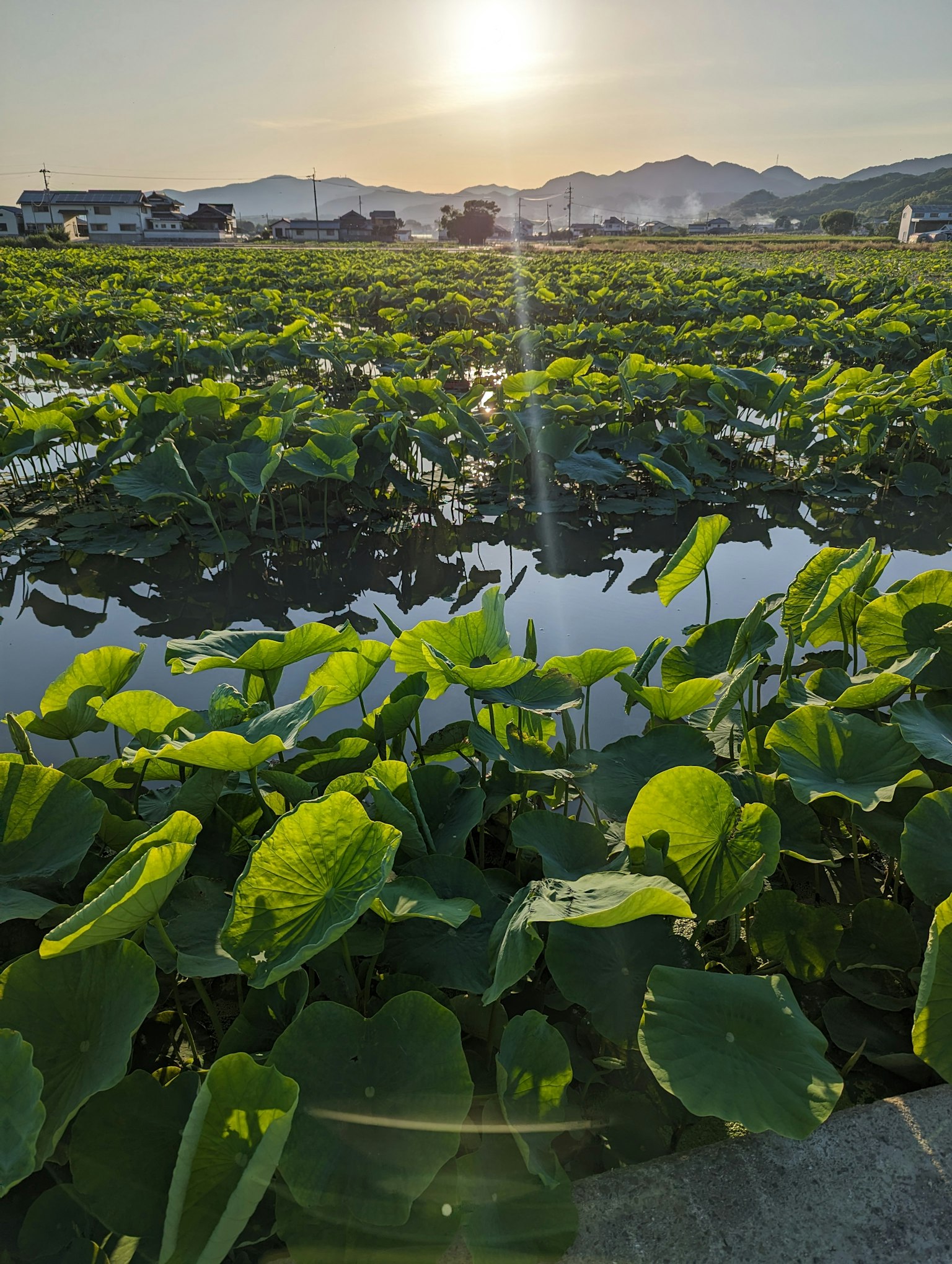 Hojas de loto y flores blancas que se extienden sobre el agua reflejando la luz del sol en un paisaje hermoso
