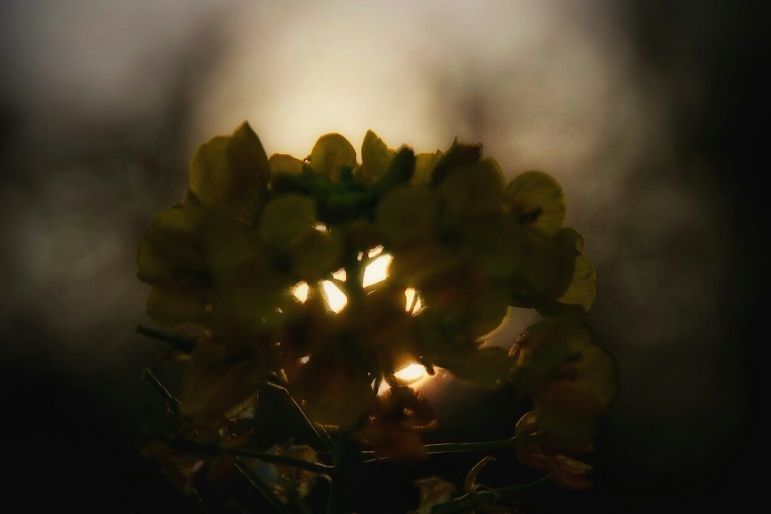 薄暗い背景の中で光を透かす黄色い花のクローズアップ