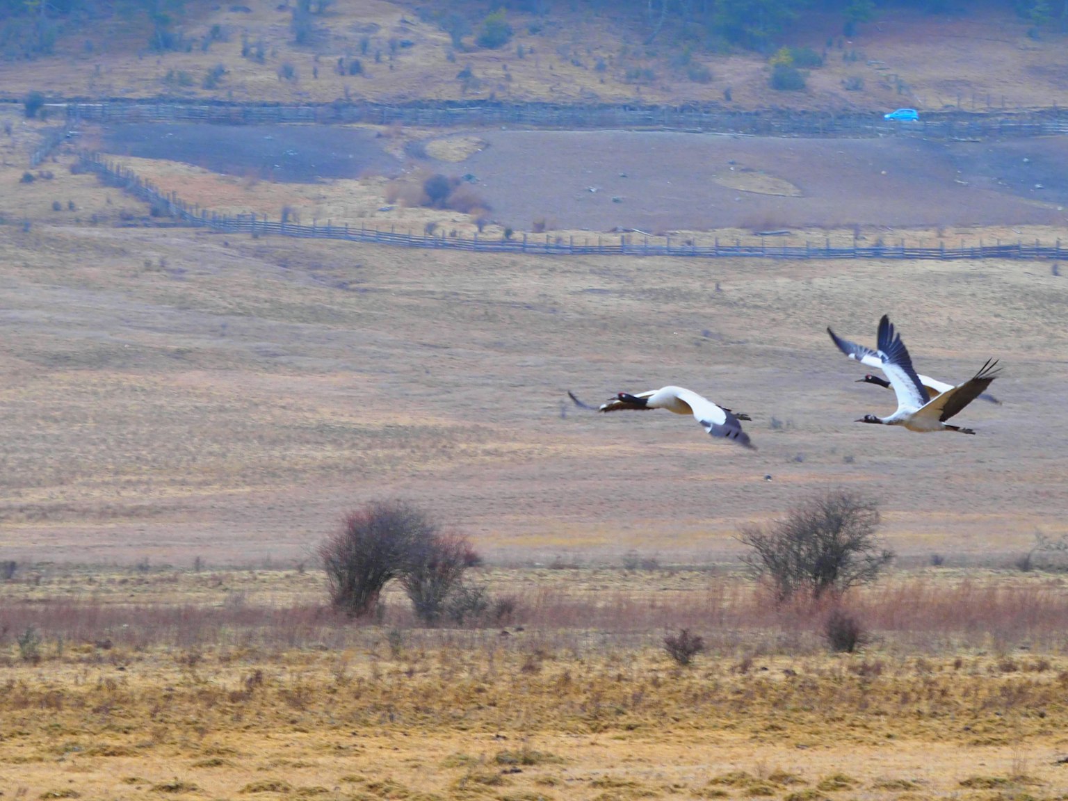 Dos aves volando sobre un vasto paisaje de pradera
