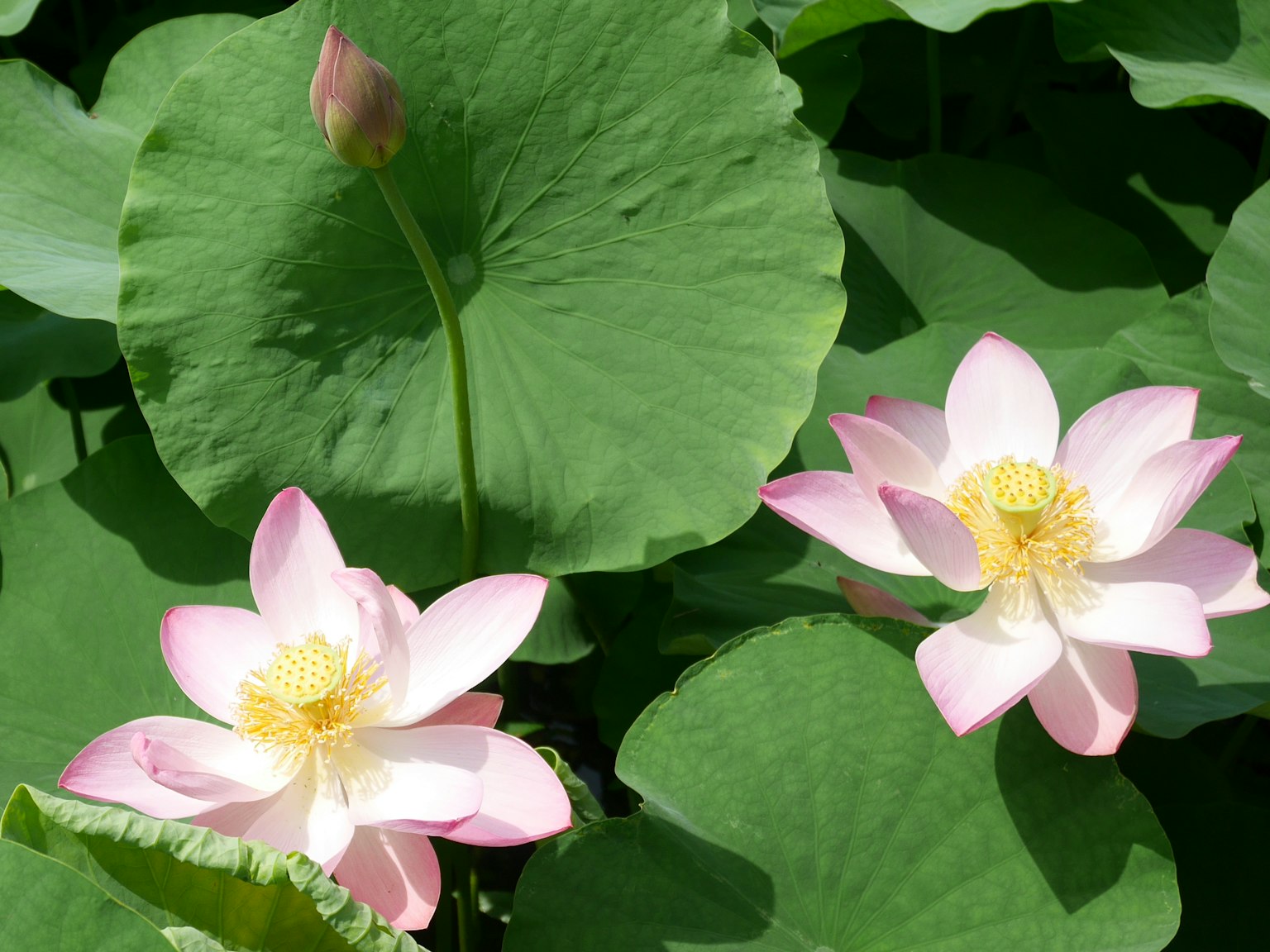 Hermosas flores de loto rosa entre hojas verdes exuberantes