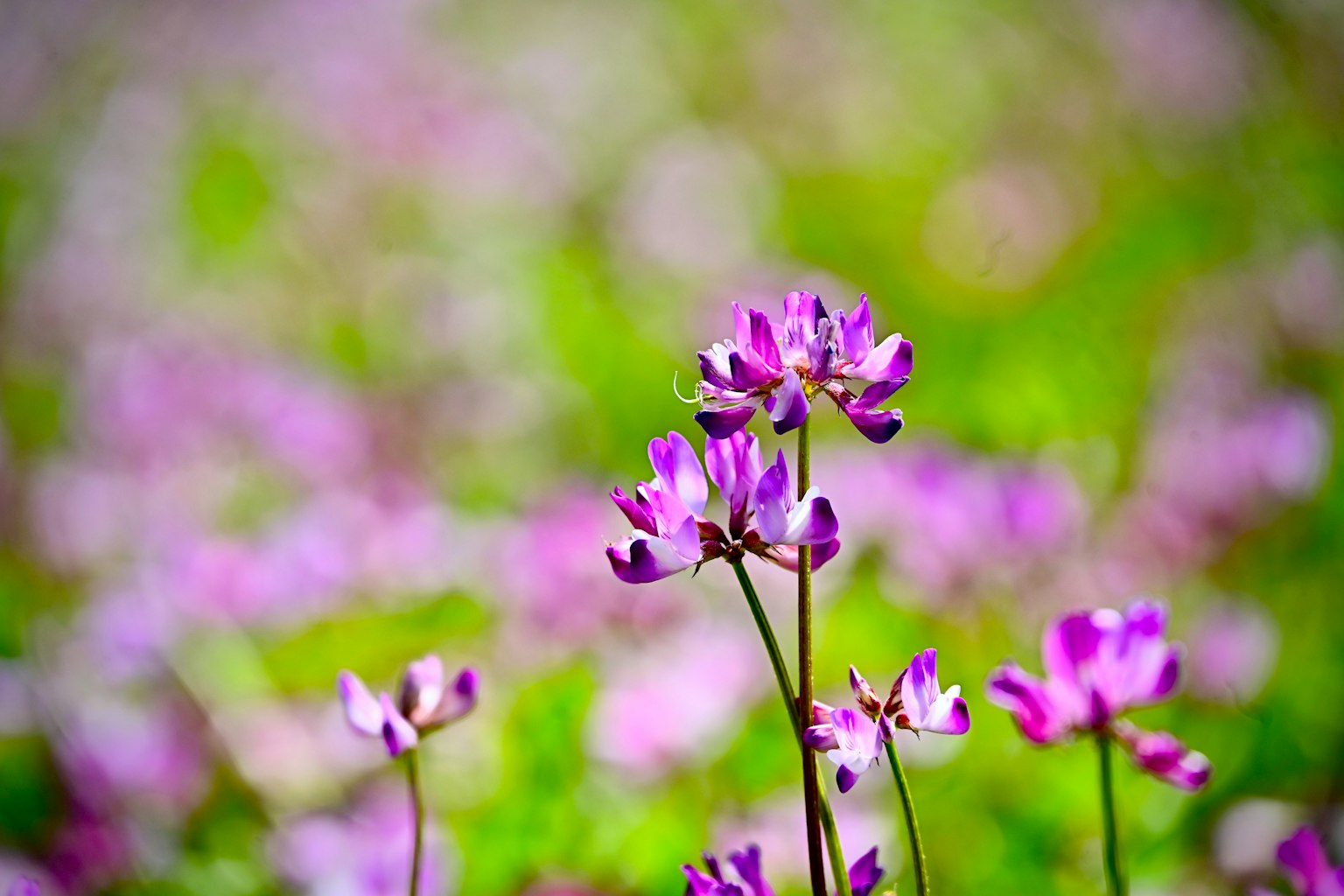 Close-up of purple flowers blooming with a blurred green background