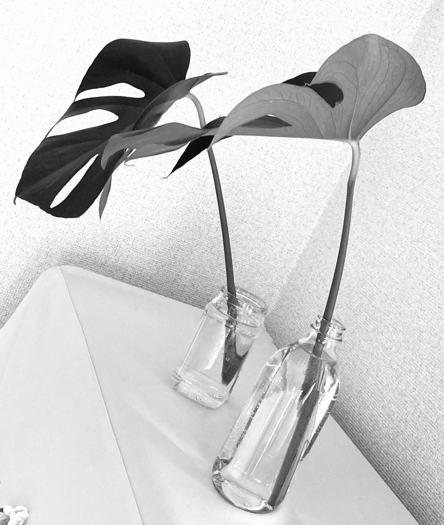 玻璃瓶中展示的 monstera 葉
