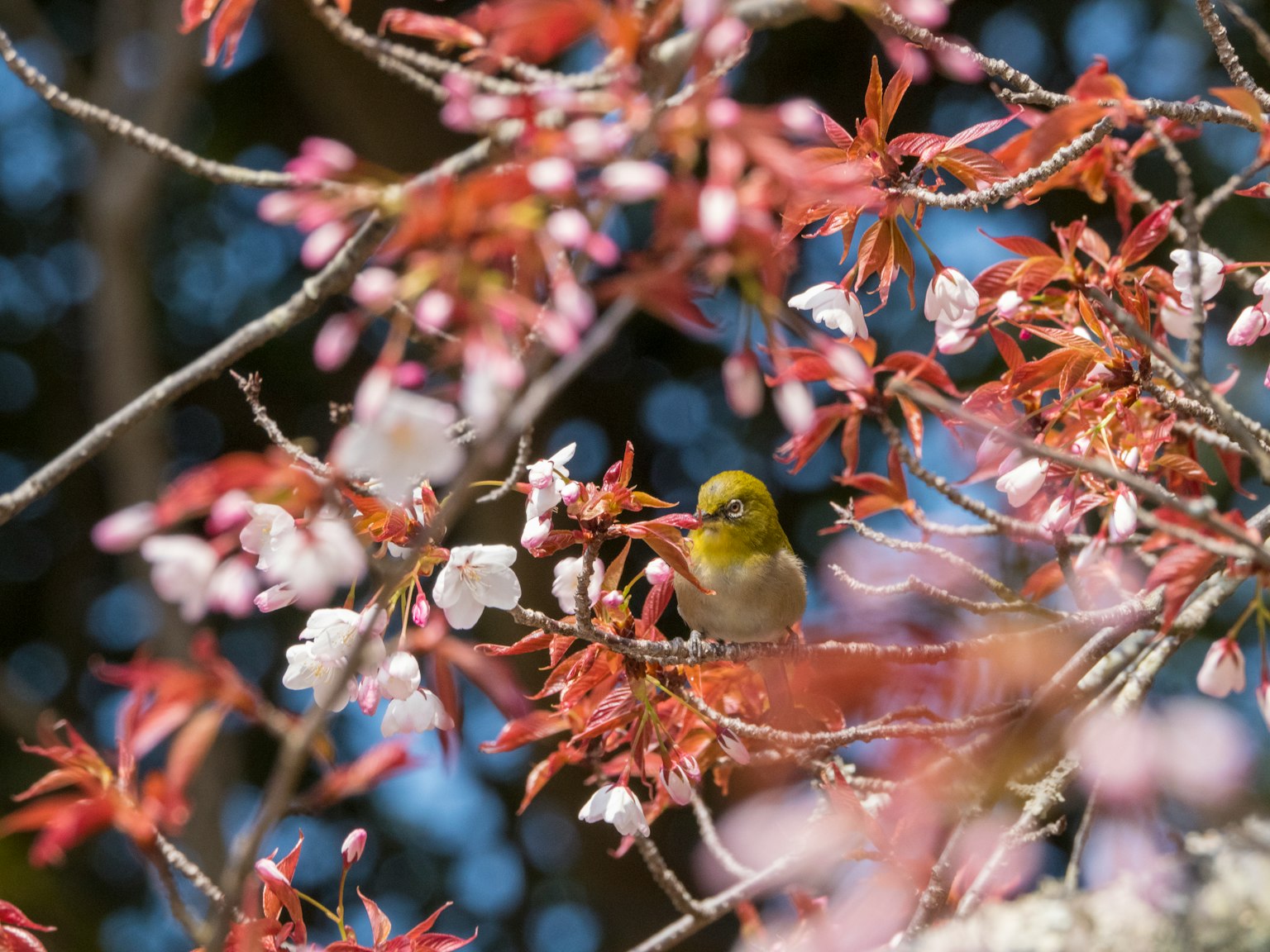 Un piccolo uccello giallo appollaiato tra i fiori di ciliegio