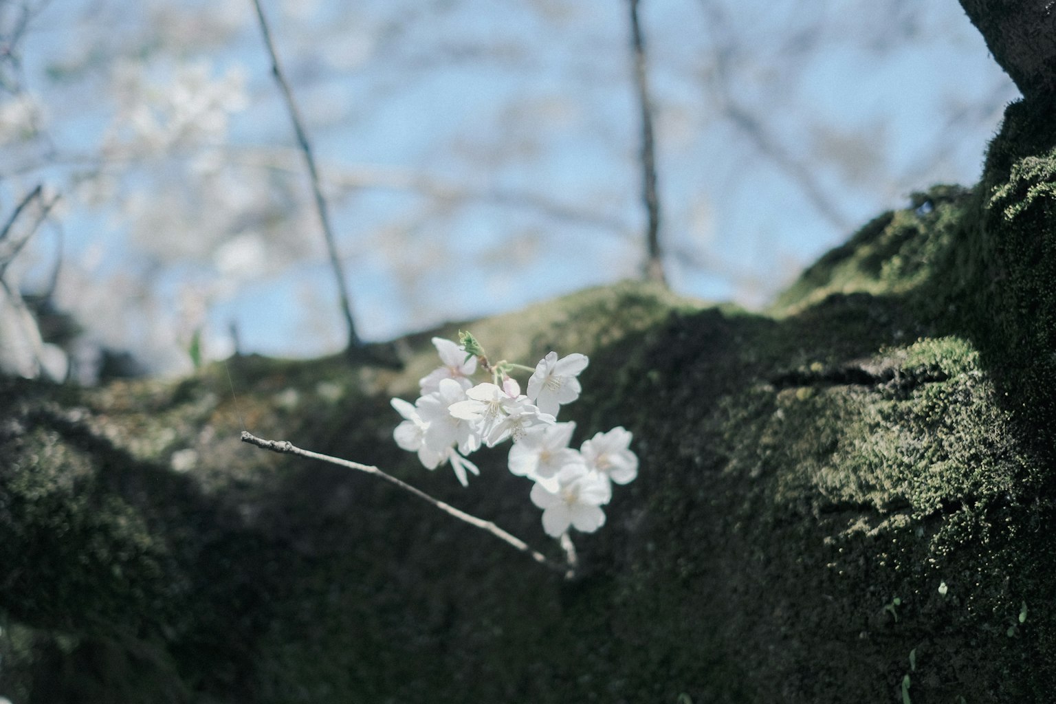 White cherry blossoms on a mossy tree trunk under a blue sky
