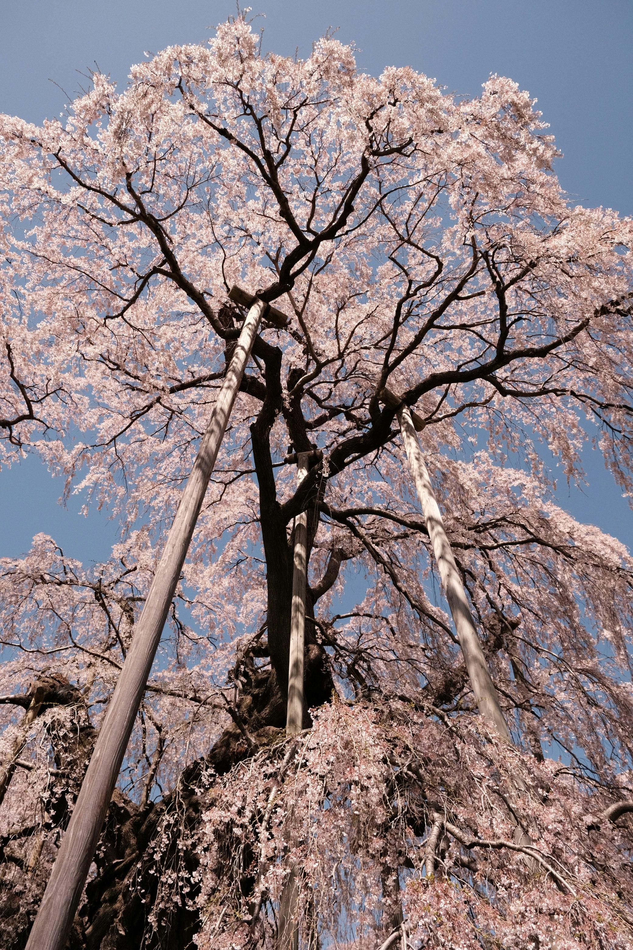 満開の桜の大木と青空