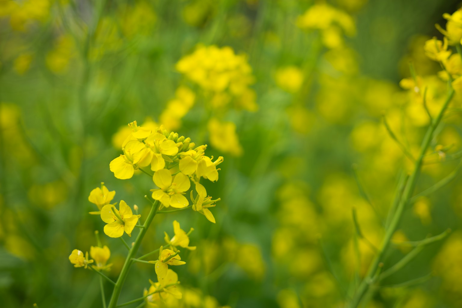 Primo piano di un campo di fiori gialli in fiore