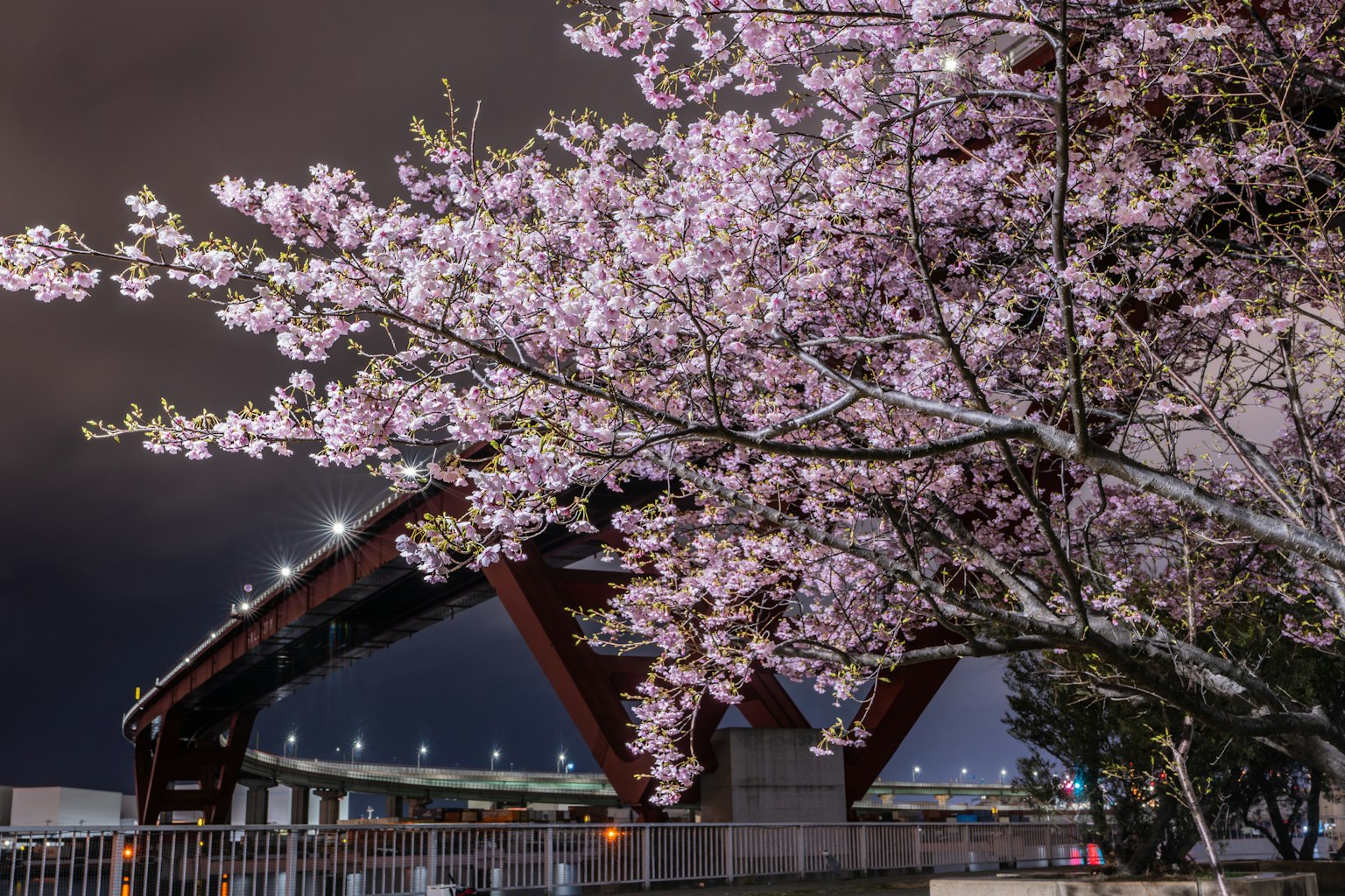 Scène nocturne de cerisiers en fleurs et d'un pont