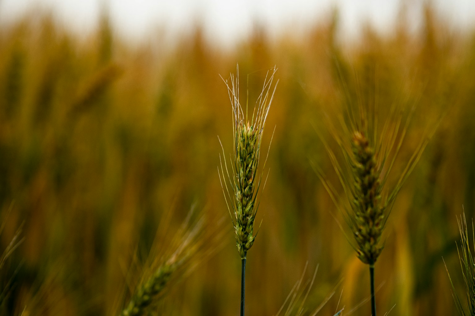 Primo piano di spighe di grano che brillano alla luce su uno sfondo di campo di grano dorato