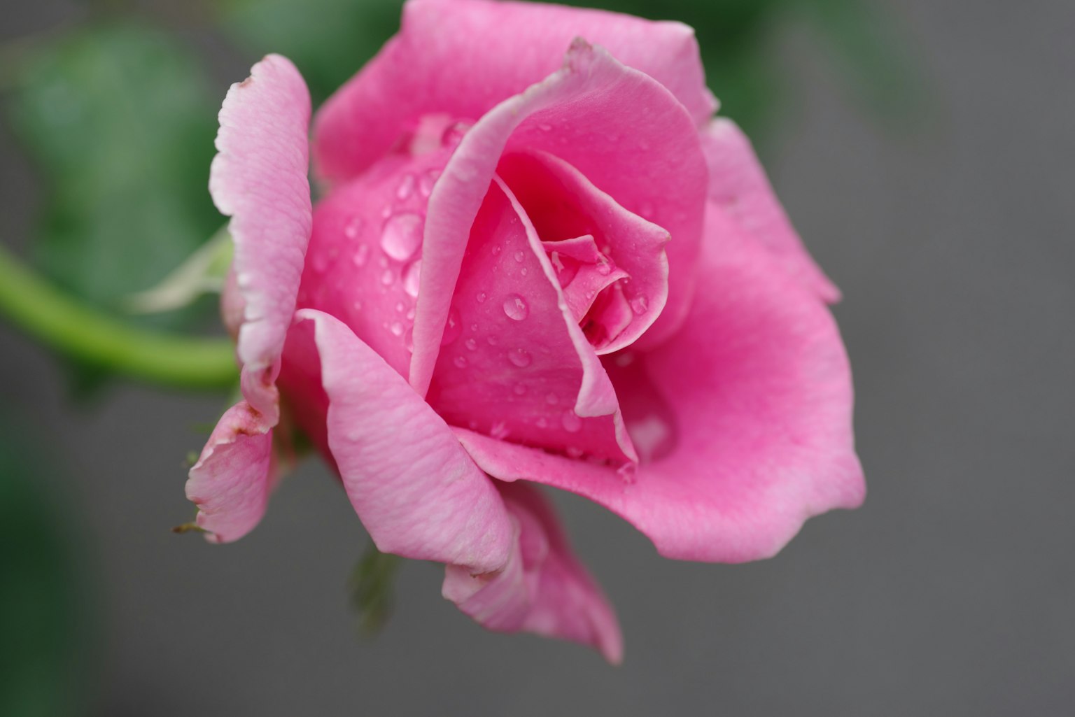 Flor de rosa rosa con gotas de lluvia