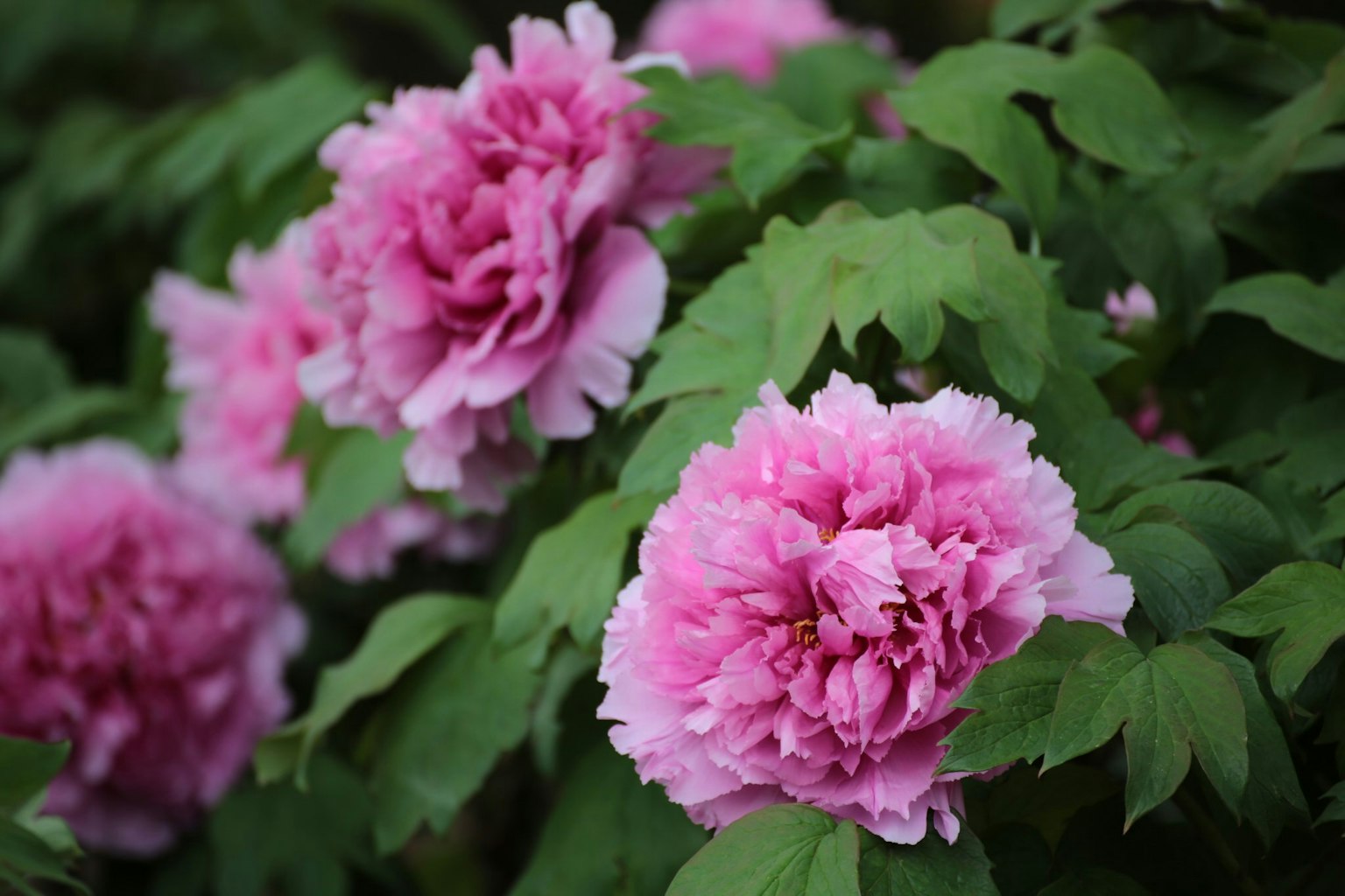Bunga peony pink yang indah dikelilingi daun hijau