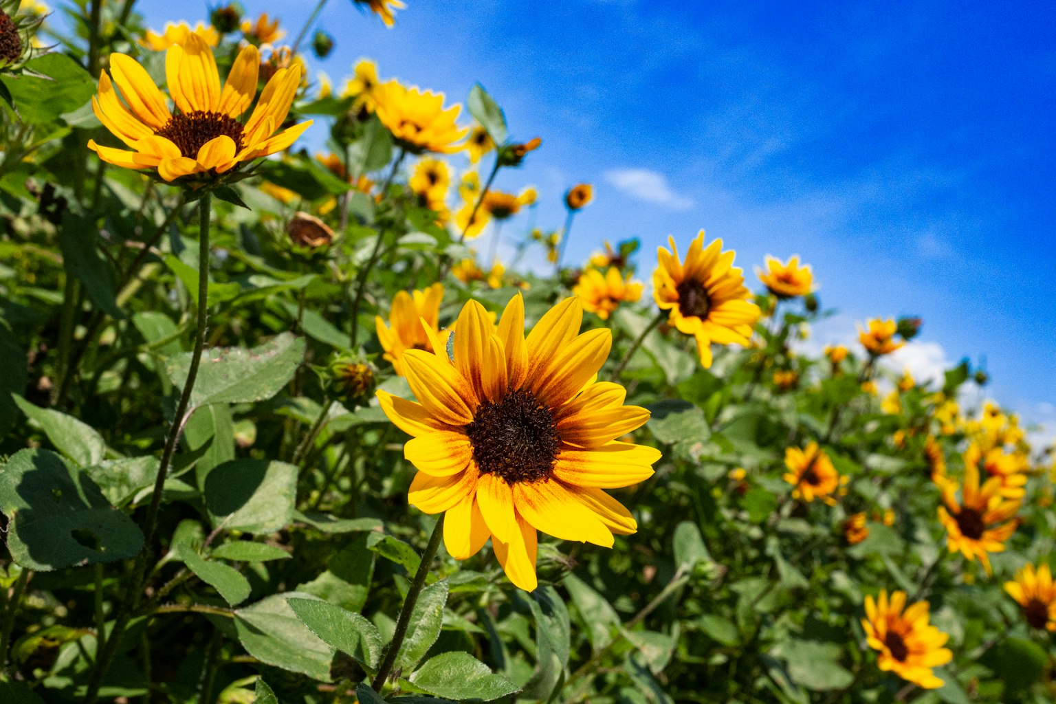 Un campo di girasoli che fioriscono sotto un cielo blu