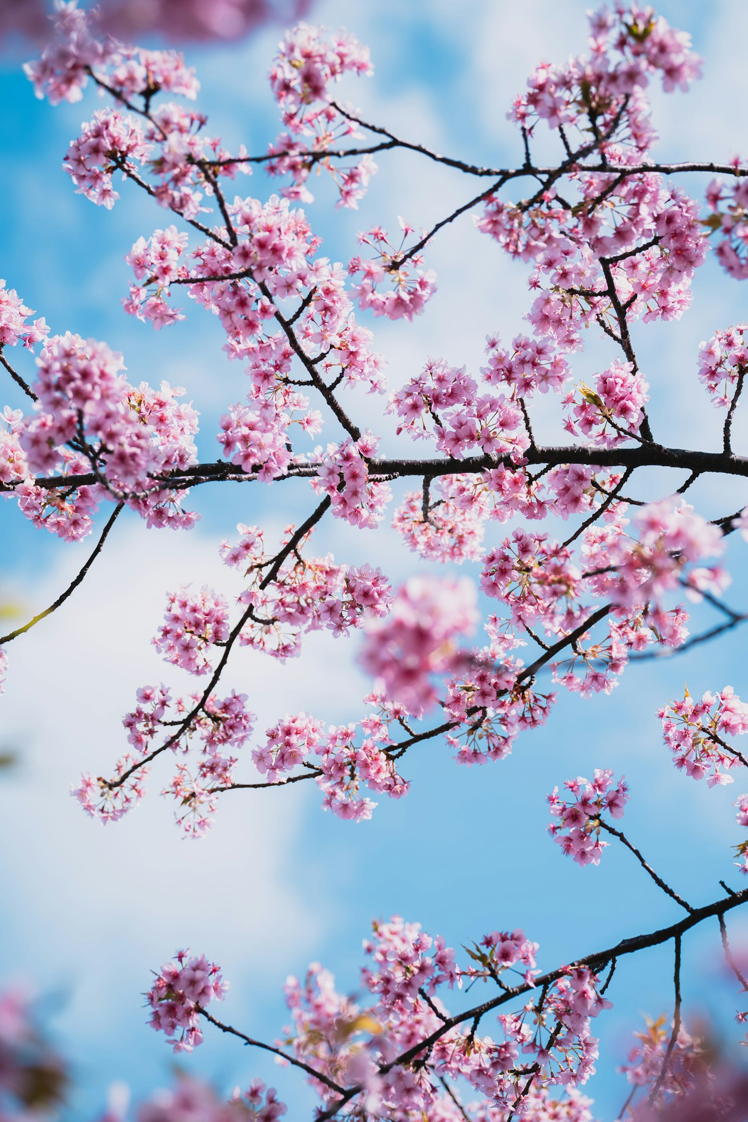 Acercamiento de flores de cerezo contra un cielo azul