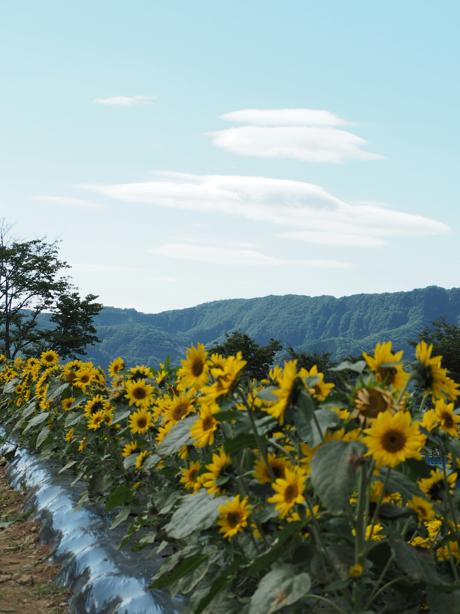 Campo di girasoli sotto un cielo azzurro con montagne in lontananza