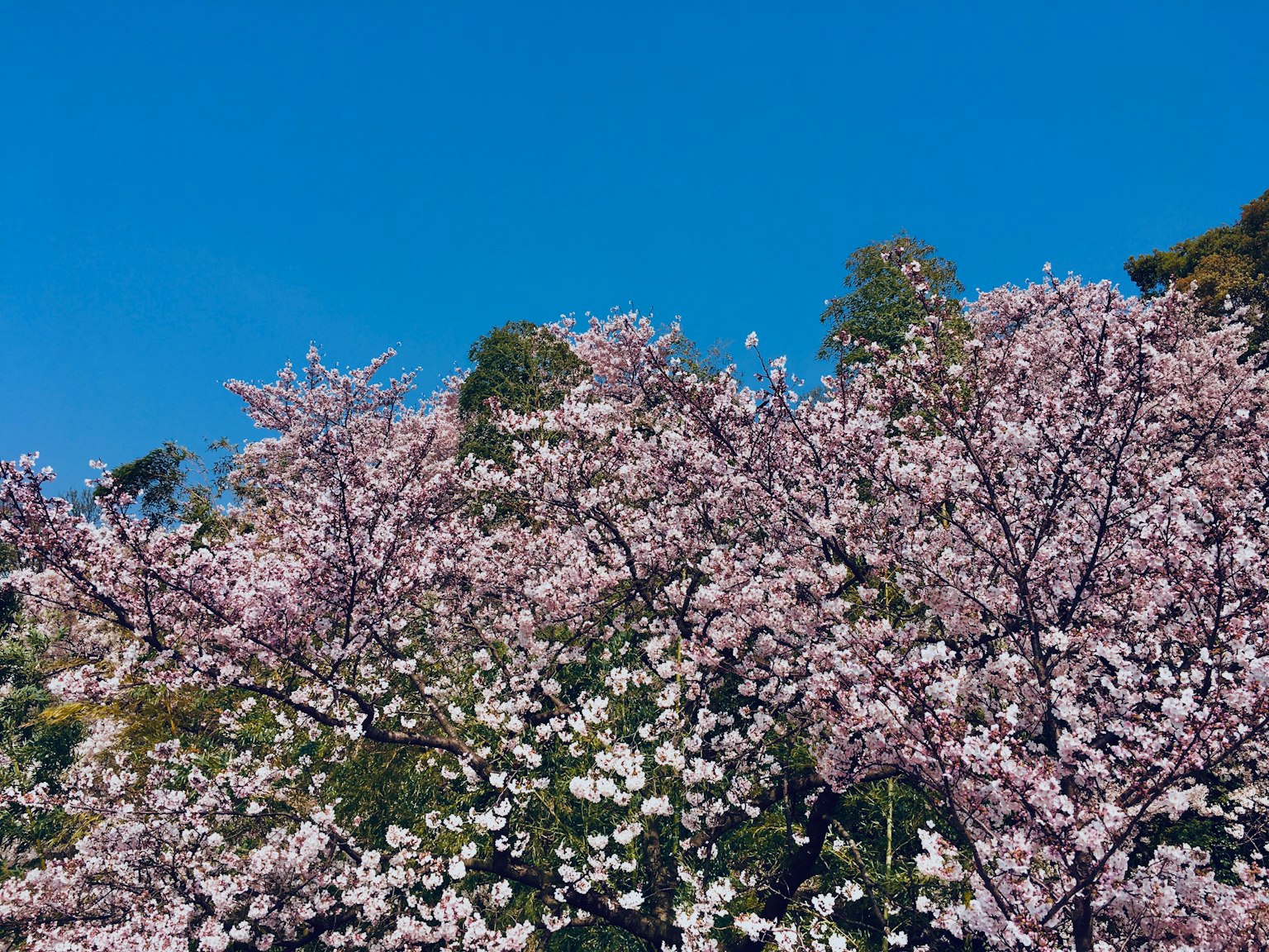 Pemandangan bunga sakura yang mekar di bawah langit biru