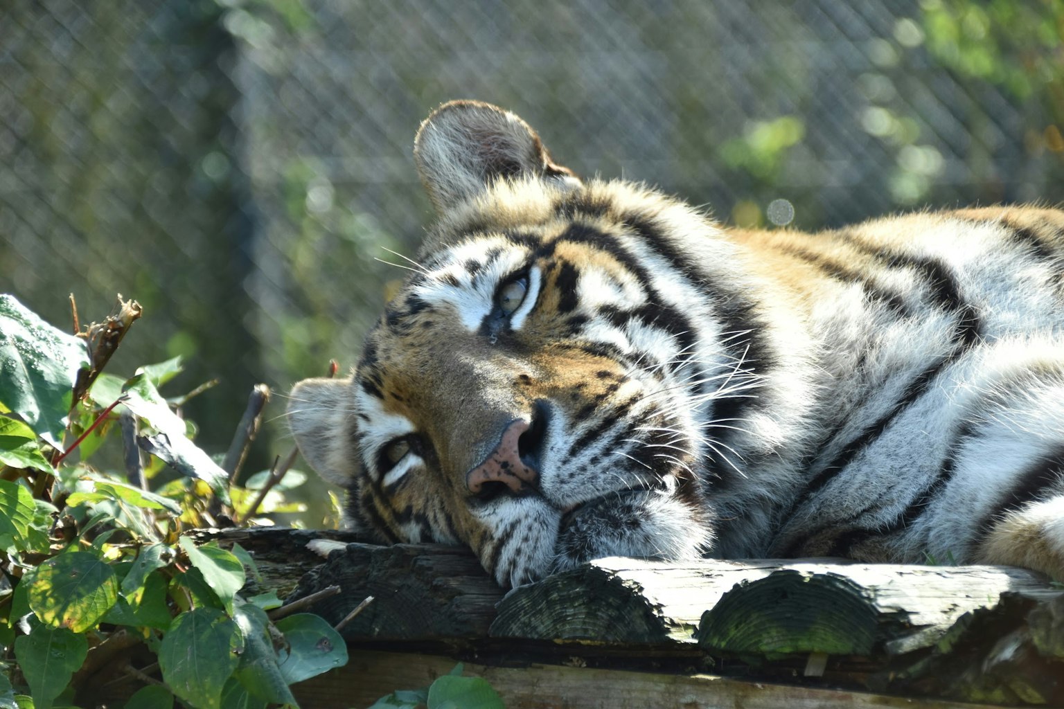Primo piano di una tigre che riposa su un tronco circondata da foglie verdi