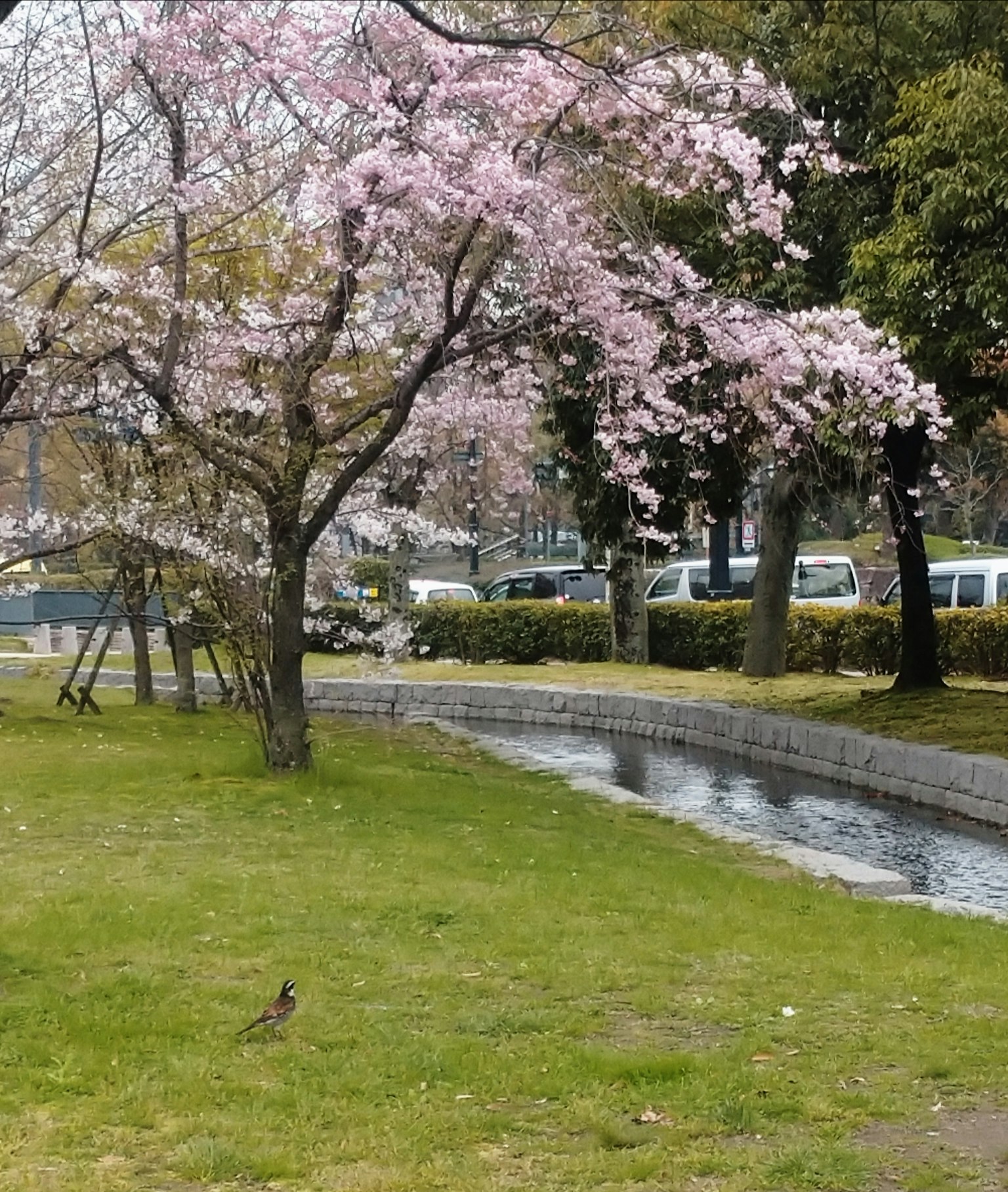 公園場景櫻花樹盛開靠近小溪綠色草坪和一隻鳥