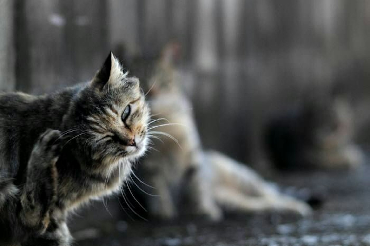 A cat scratching its ear with other cats in the background