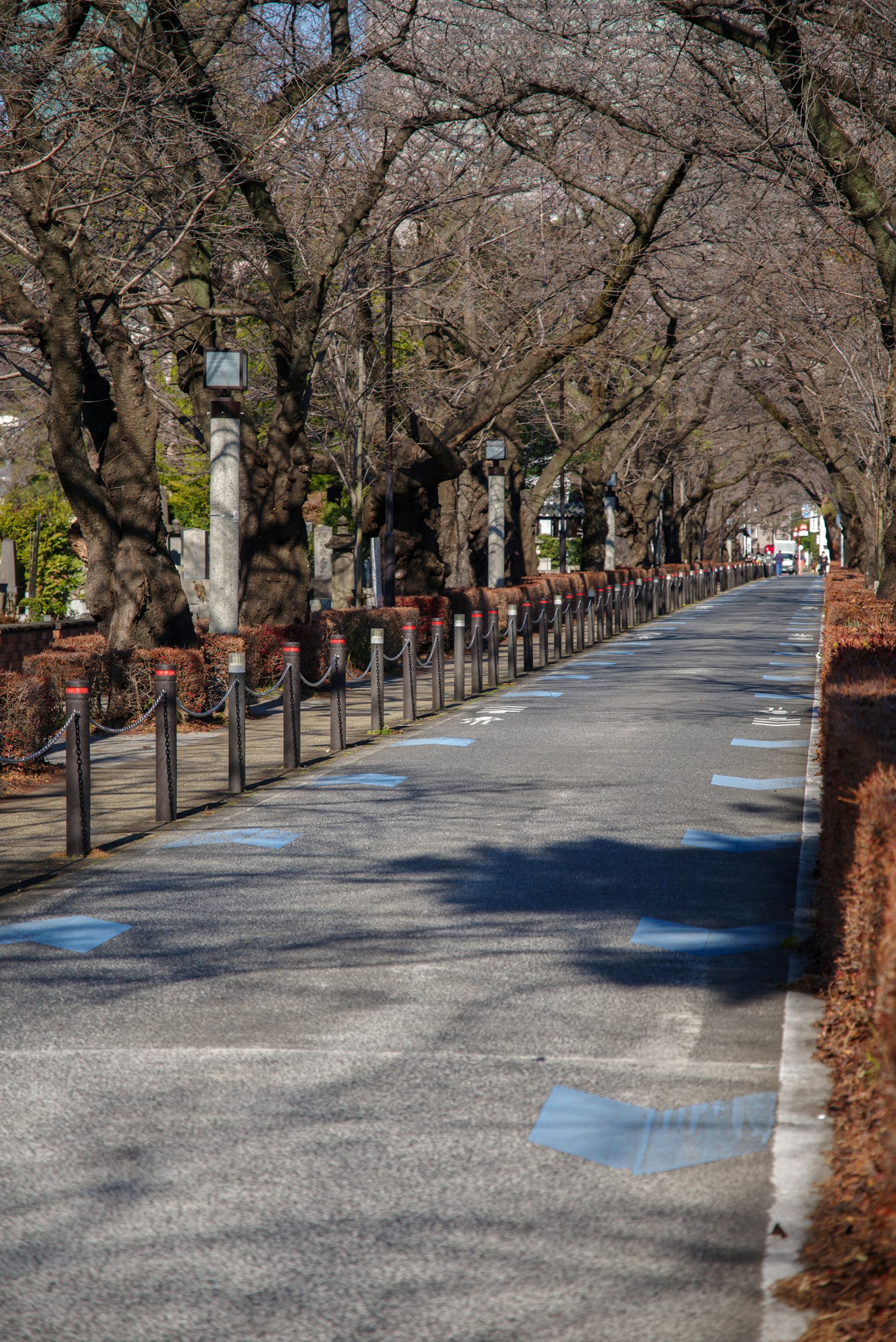 Camino pavimentado flanqueado por árboles y sombras