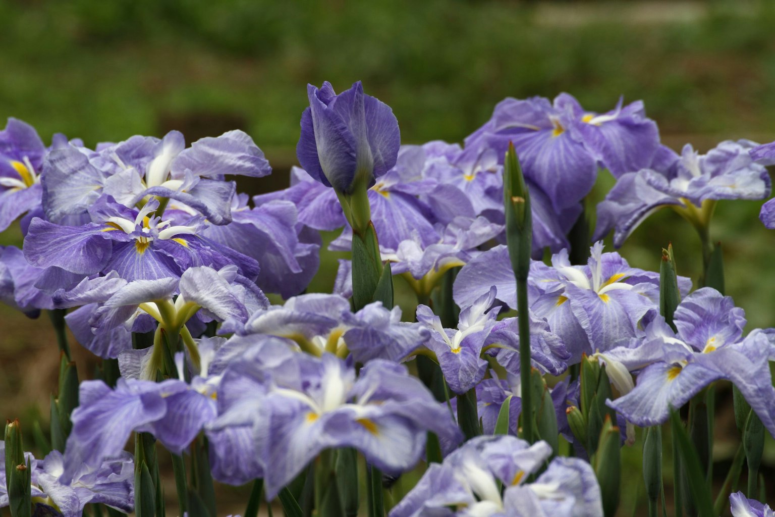 Feld mit blühenden lila Irisblumen mit zarten Blütenblättern