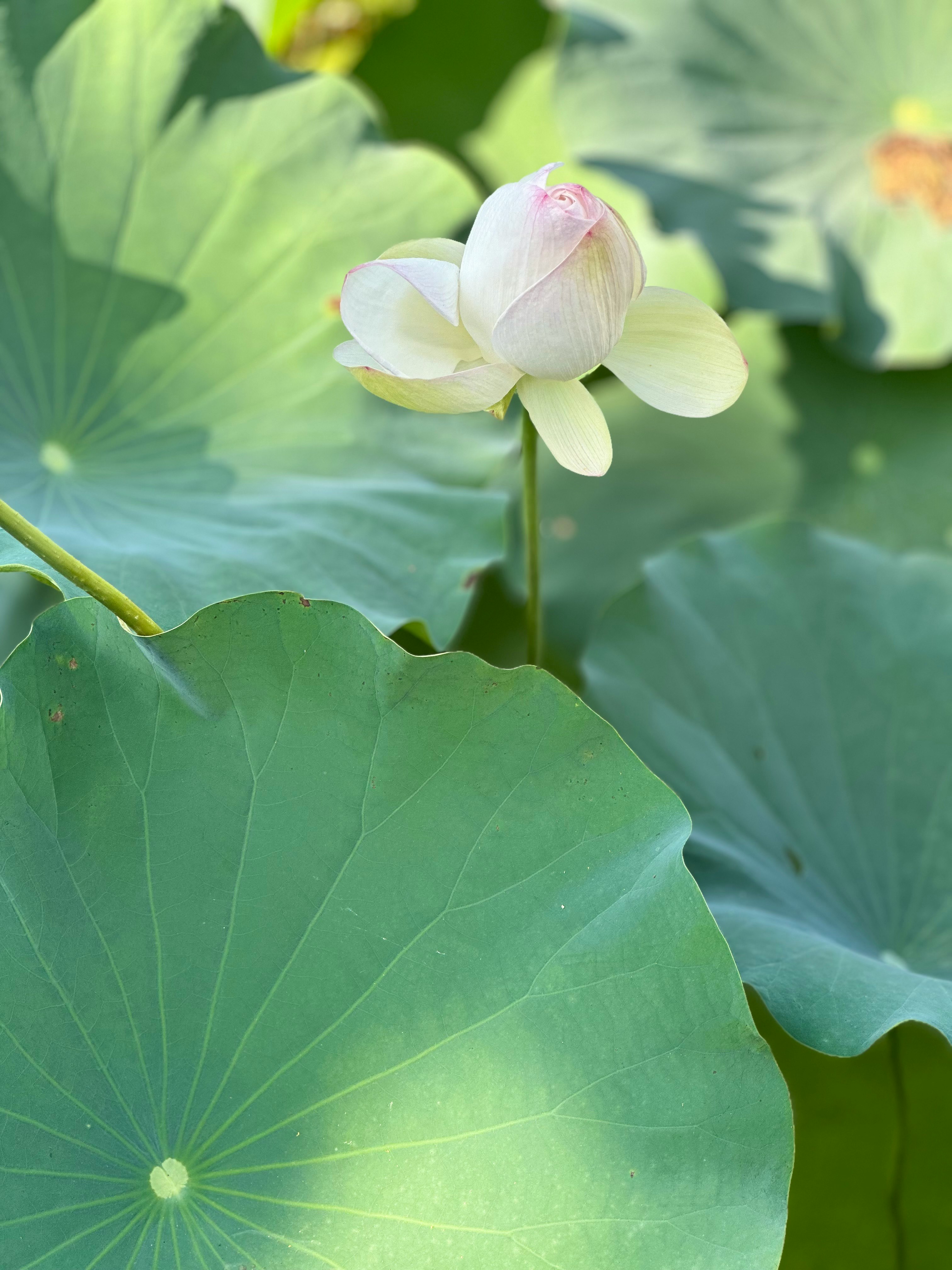 京都植物園の蓮の花と大きな葉