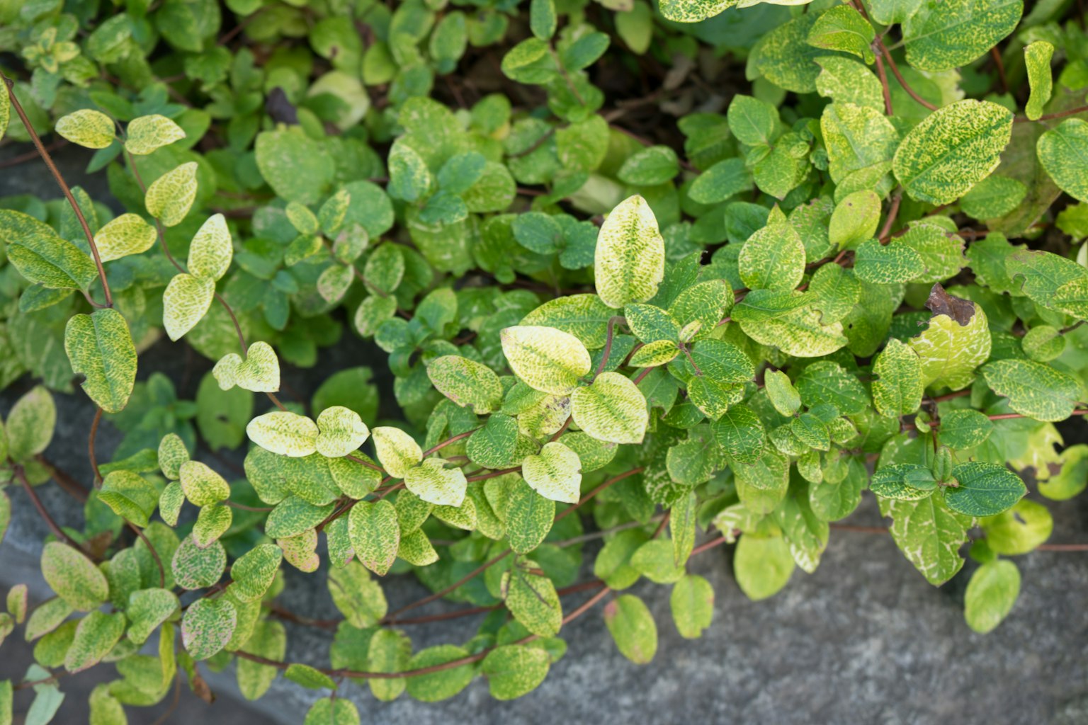 Close-up of a plant with green and cream-colored leaves
