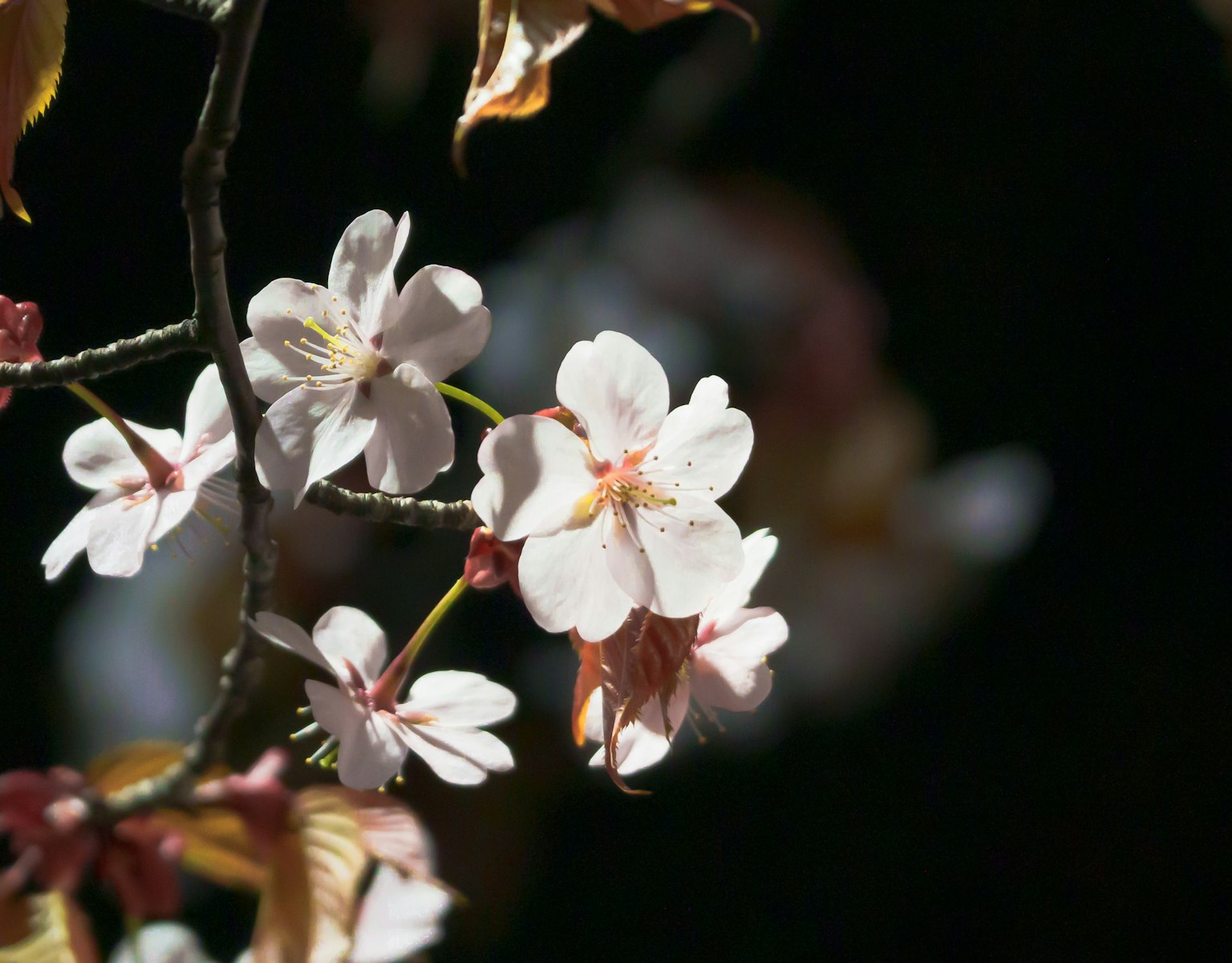 Gros plan de branches de cerisier avec de délicates fleurs blanches et roses