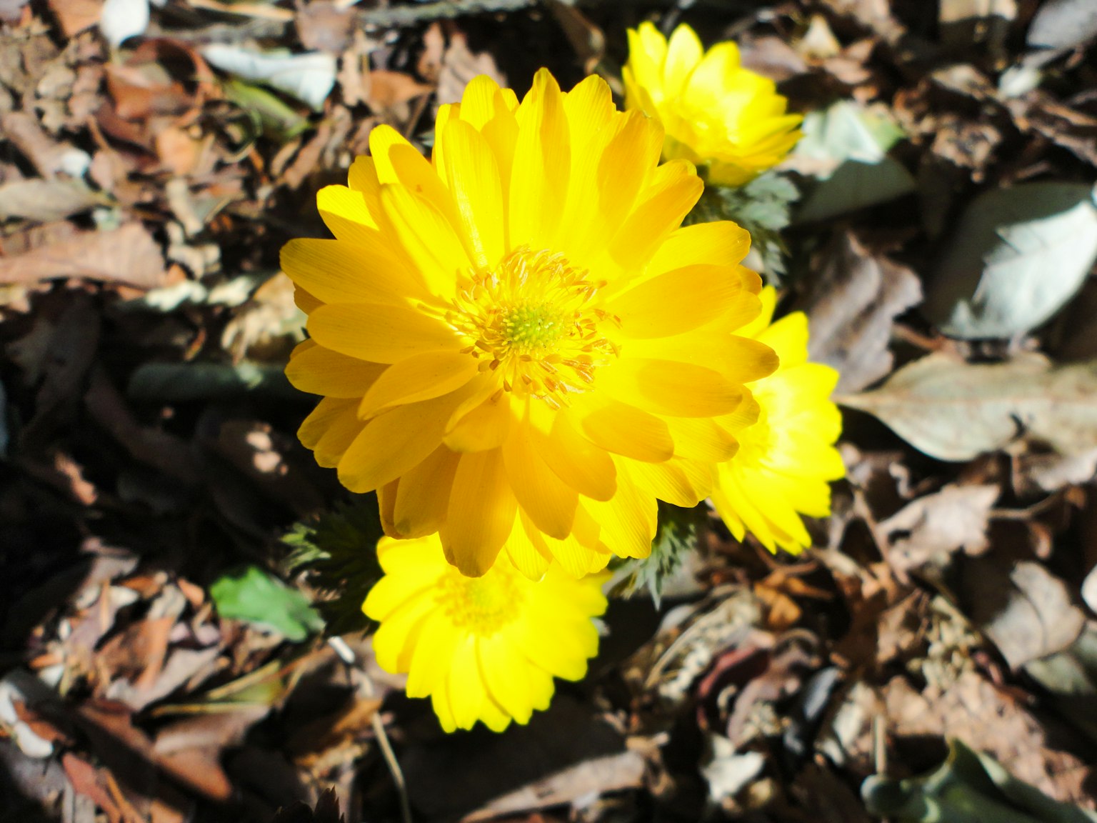 Fleurs jaunes vives fleurissant parmi des feuilles et de la litière